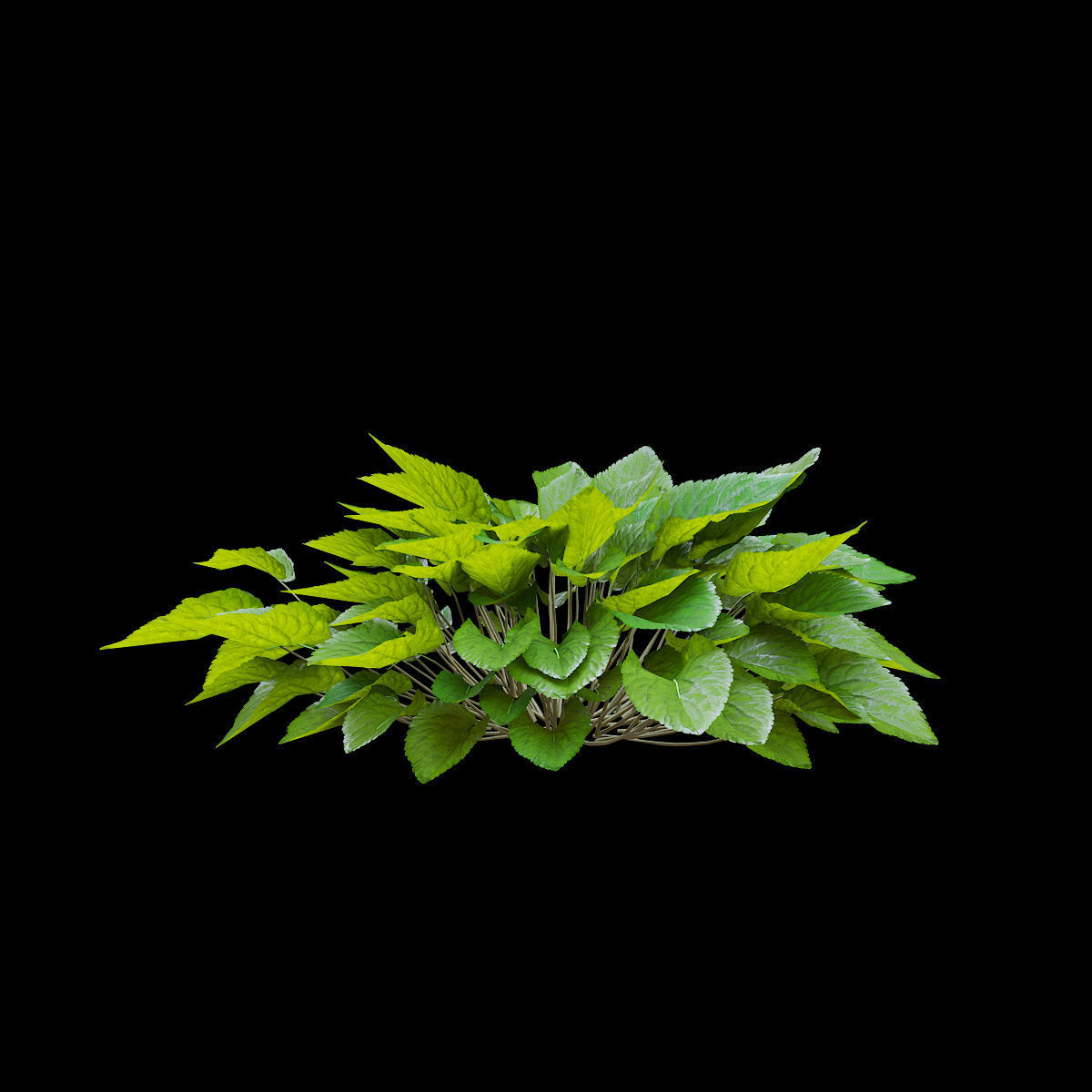 Viola odorta flower 3D model_8