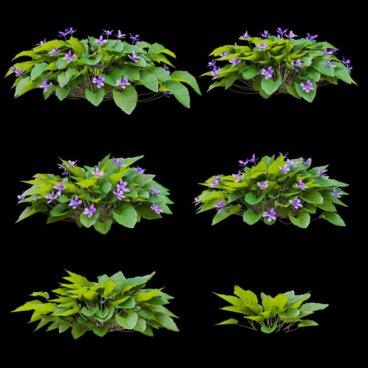 Viola odorta flower 3D model_1