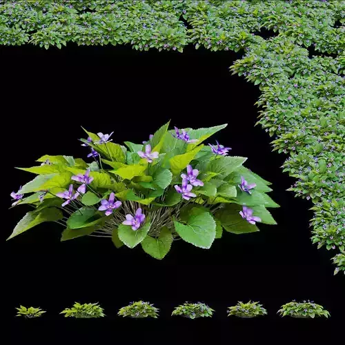 Viola odorta flower 3D model