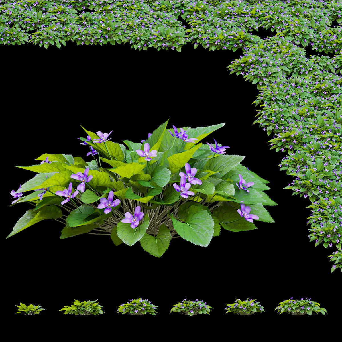 Viola odorta flower 3D model_0