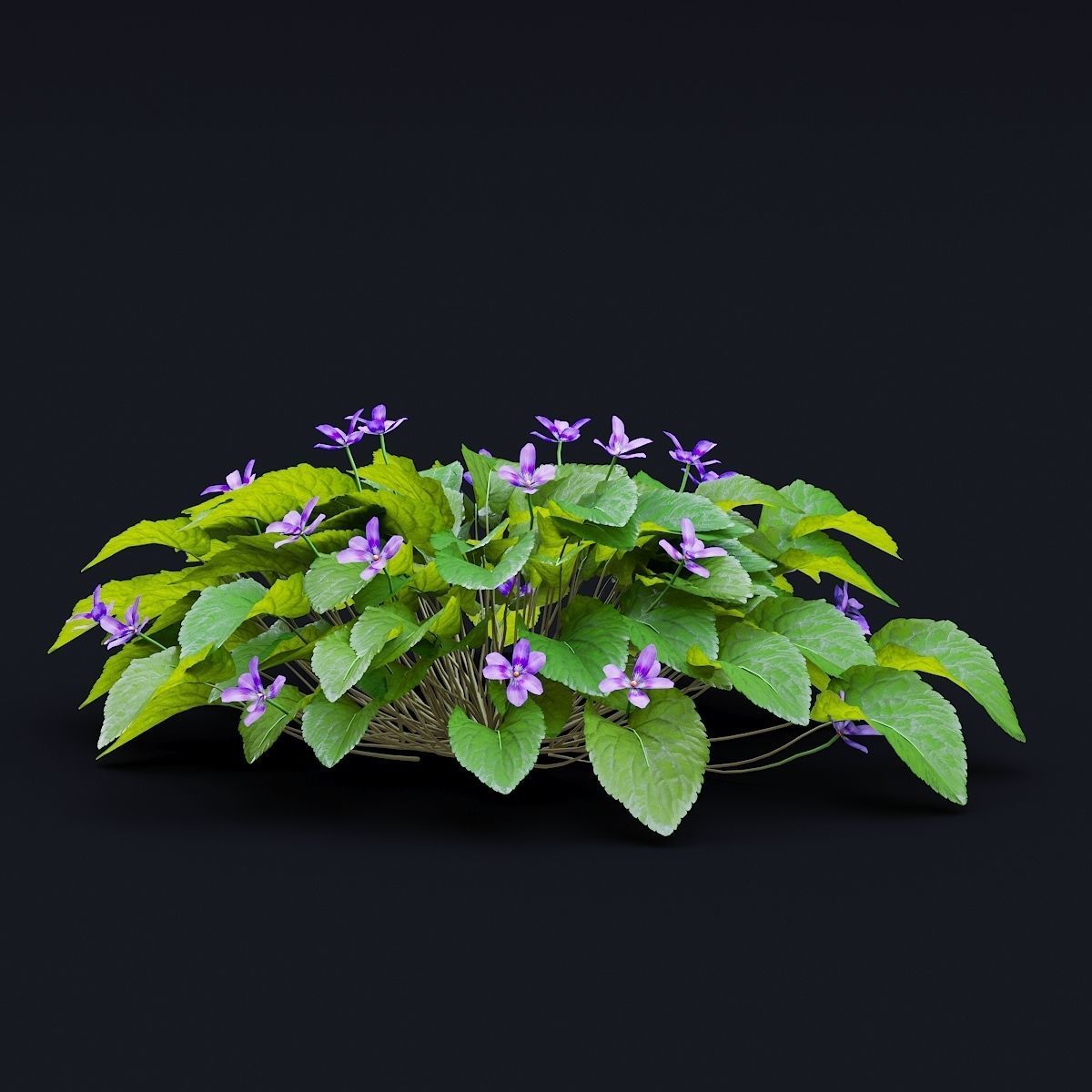 Viola odorta flower 3D model_6