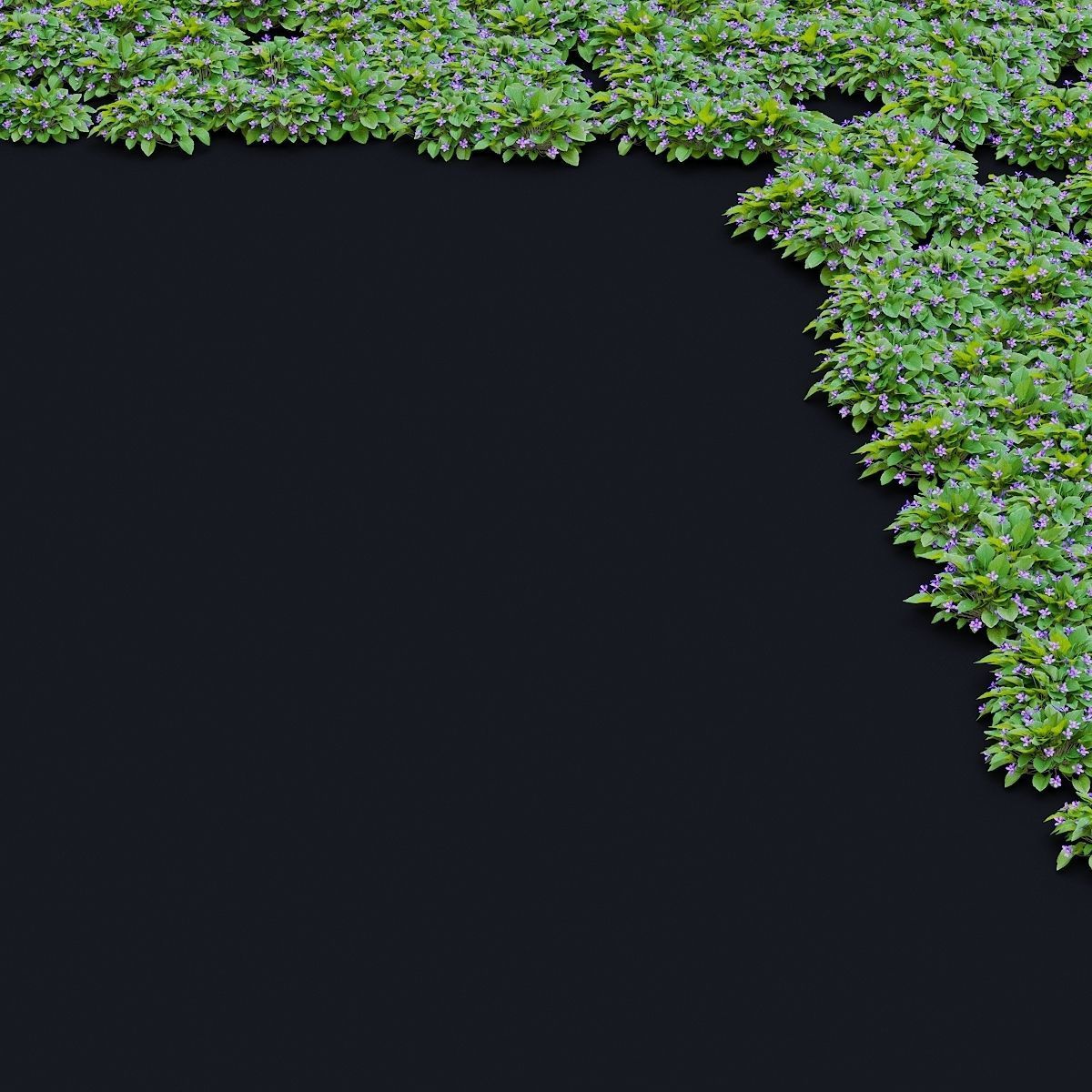 Viola odorta flower 3D model_3