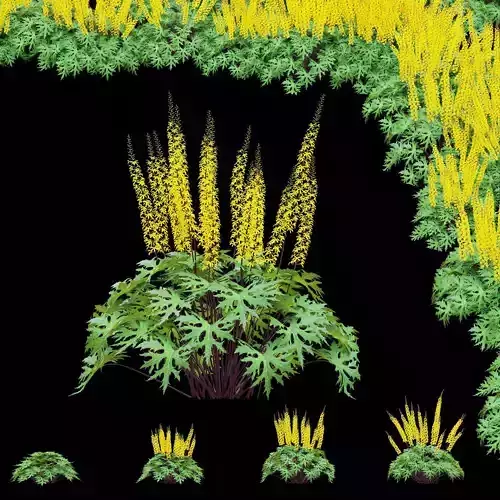 Ligularia przewalskii