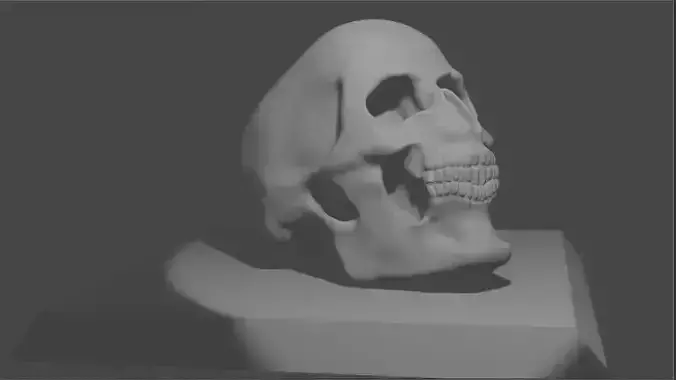 Skull 3D model