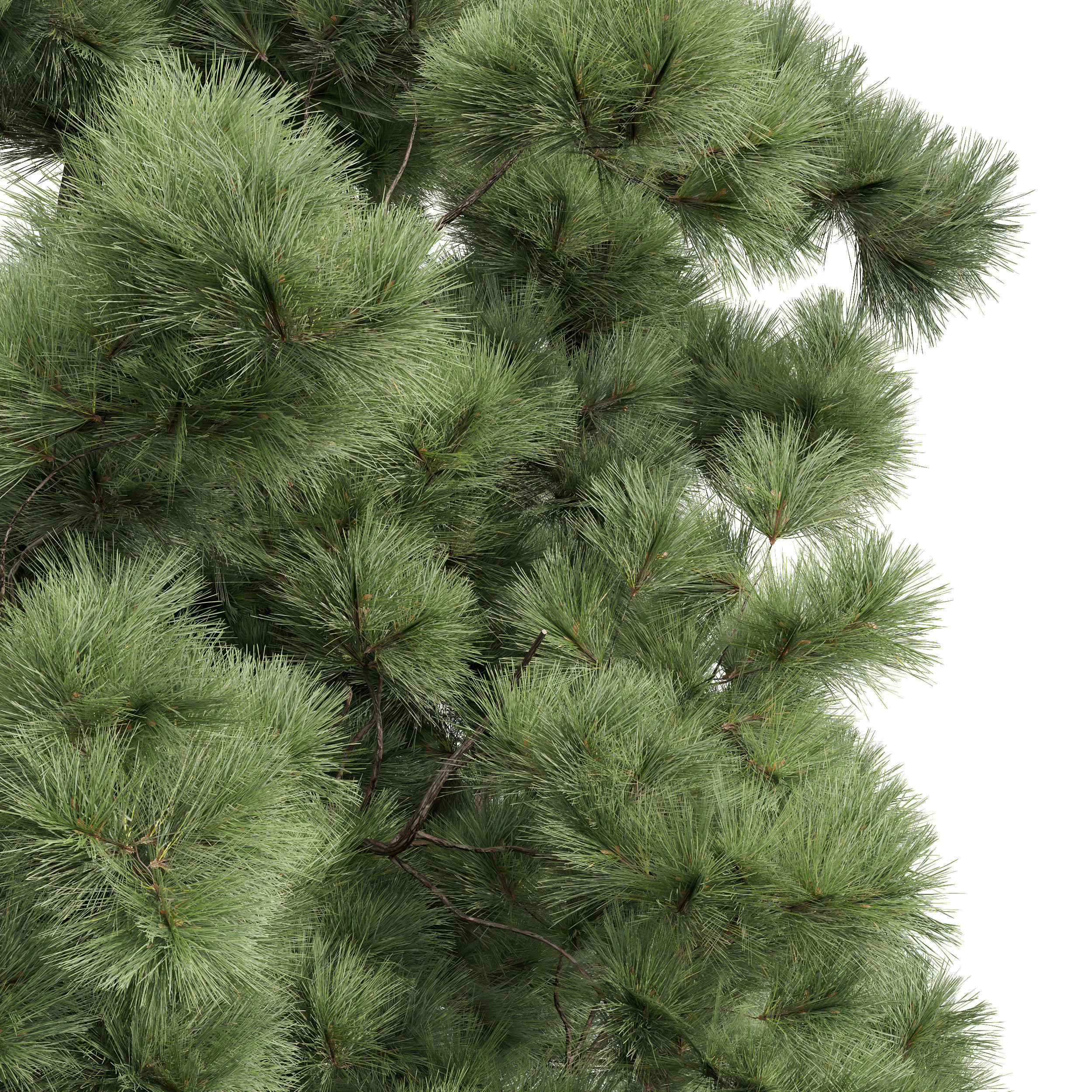 Pinus Palustris Sphaeropteris Lepifera Pinus Engelmannii 3D model_2