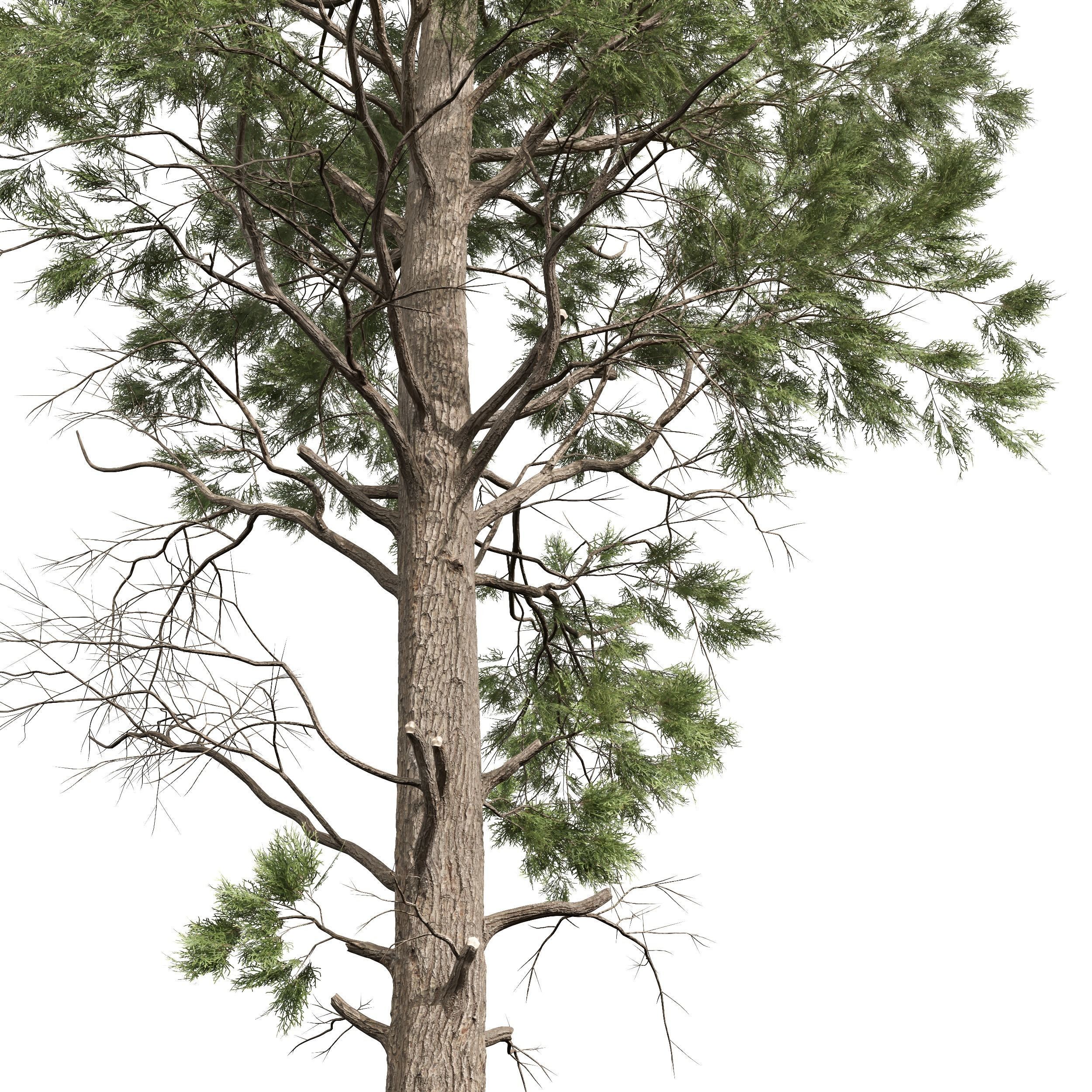 Pinus Palustris Sphaeropteris Lepifera Pinus Engelmannii 3D model_4
