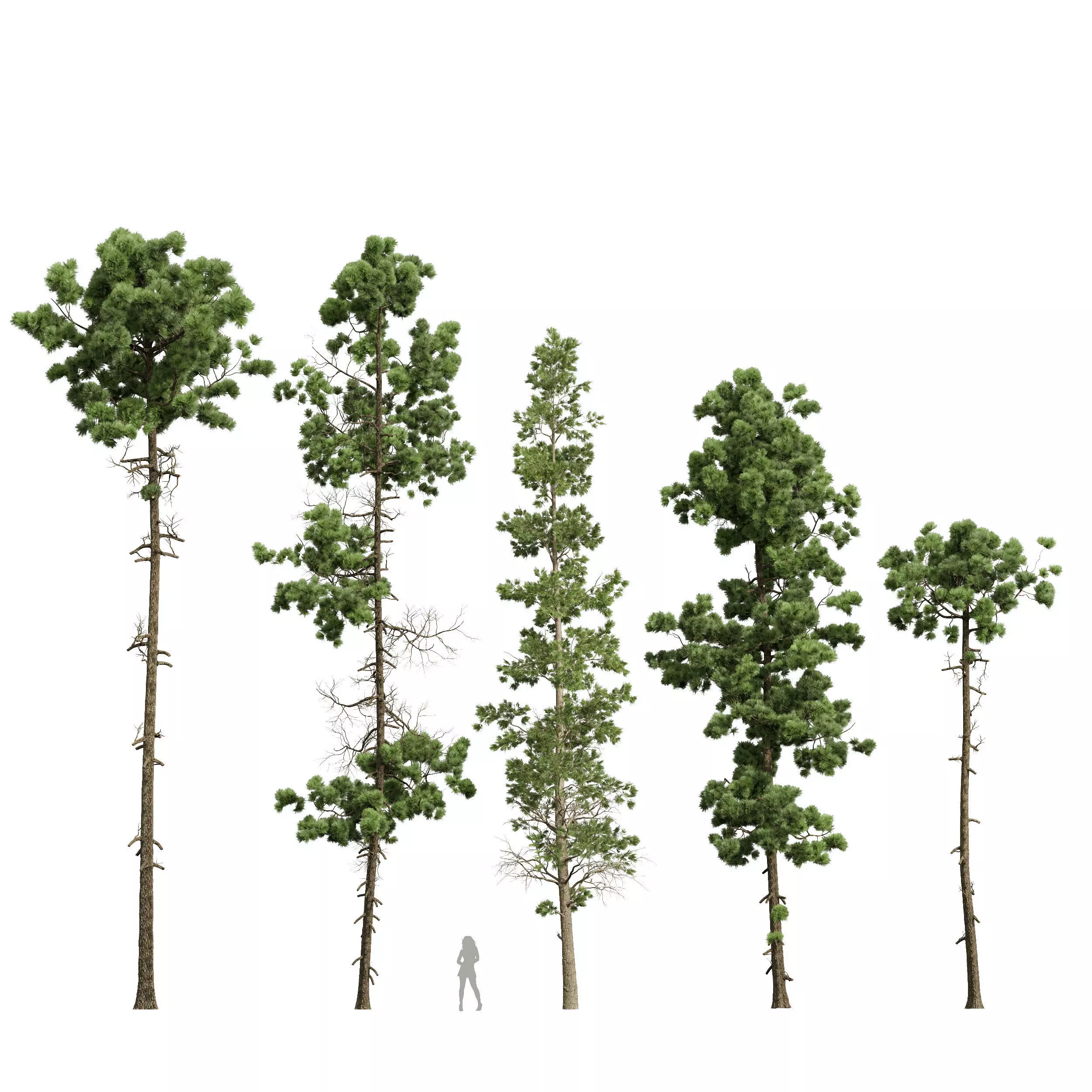 Pinus Palustris Sphaeropteris Lepifera Pinus Engelmannii 3D model_0