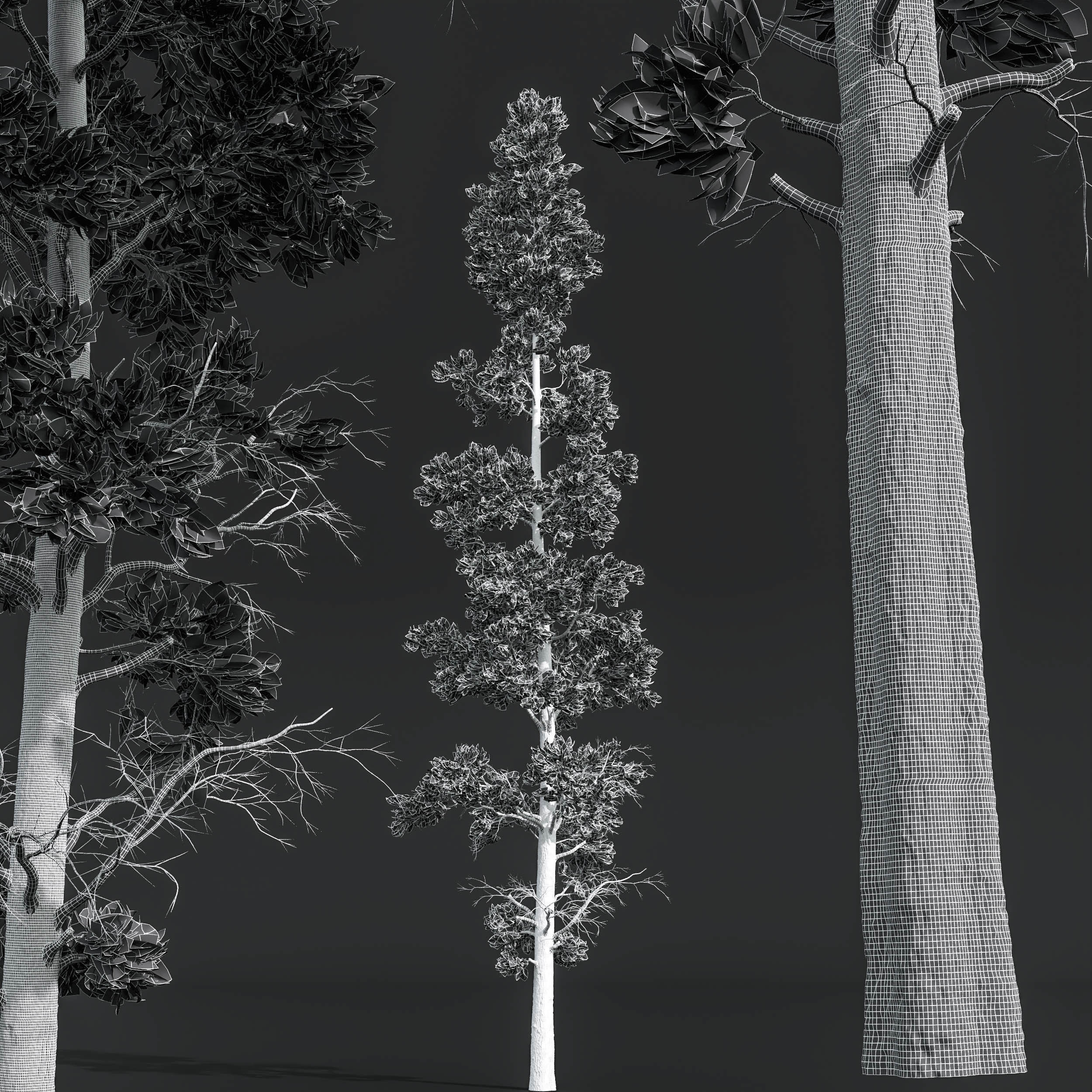 Pinus Palustris Sphaeropteris Lepifera Pinus Engelmannii 3D model_6