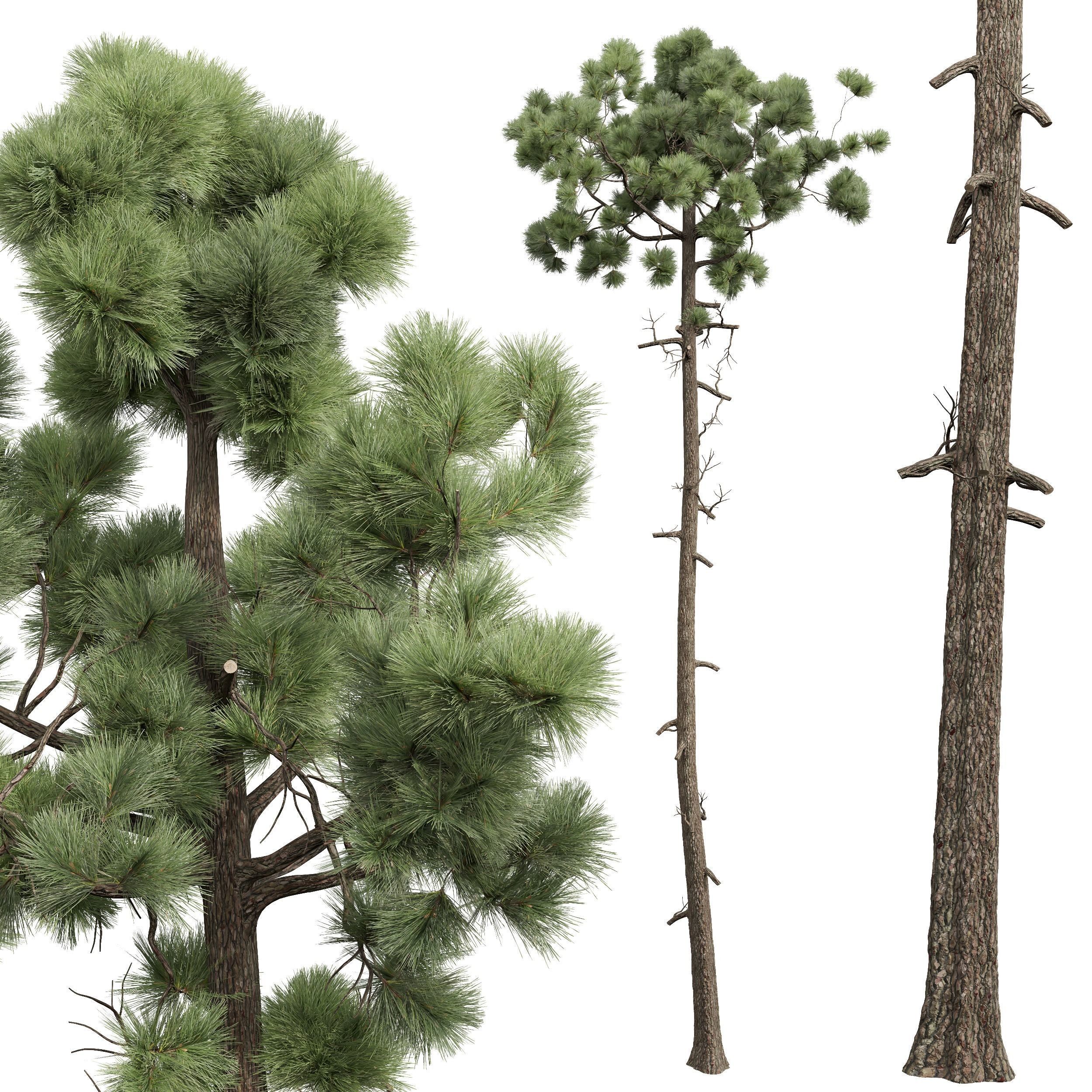 Pinus Palustris Sphaeropteris Lepifera Pinus Engelmannii 3D model_3
