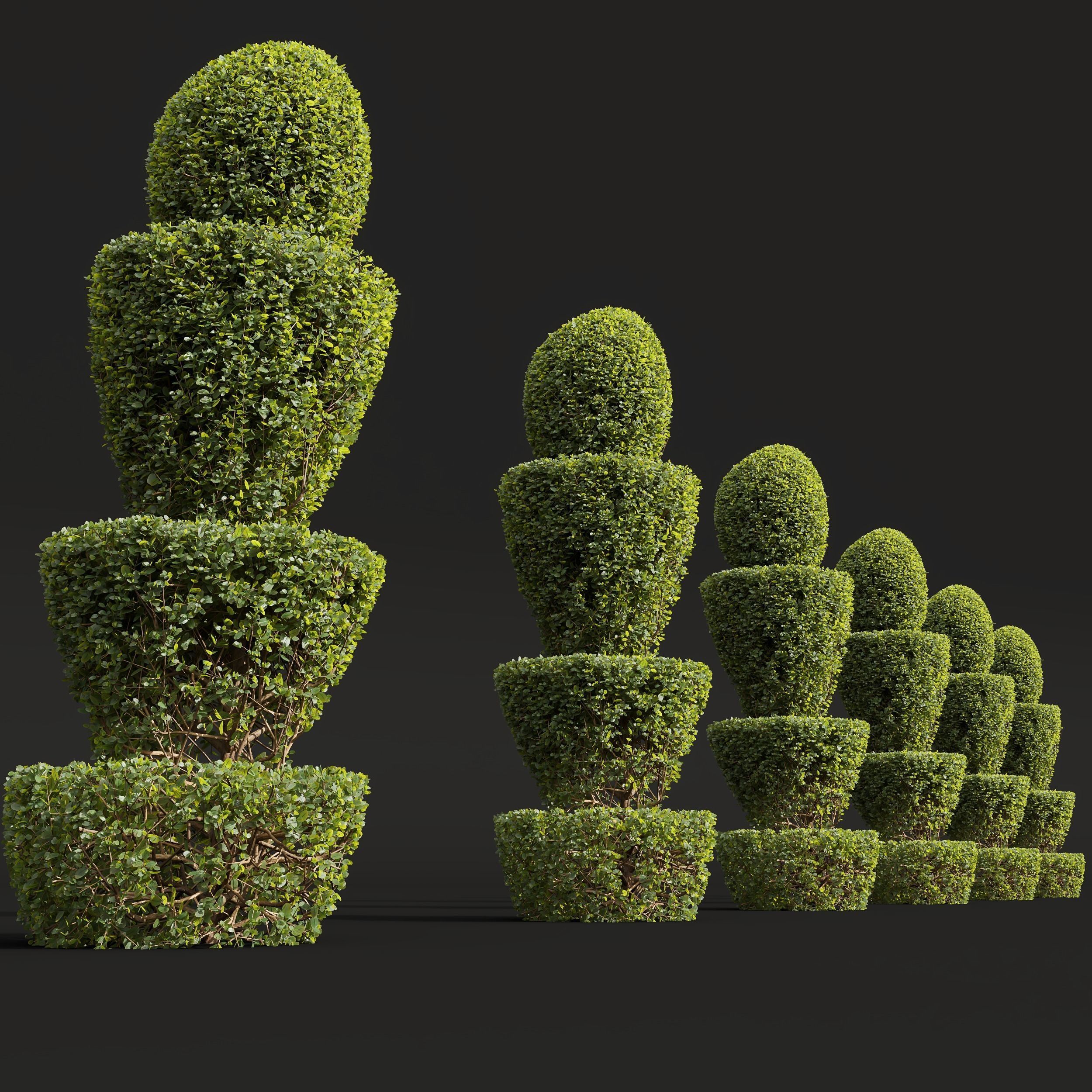 New Plant Ficus Concinna Bonsai Pruned04 3D model_3