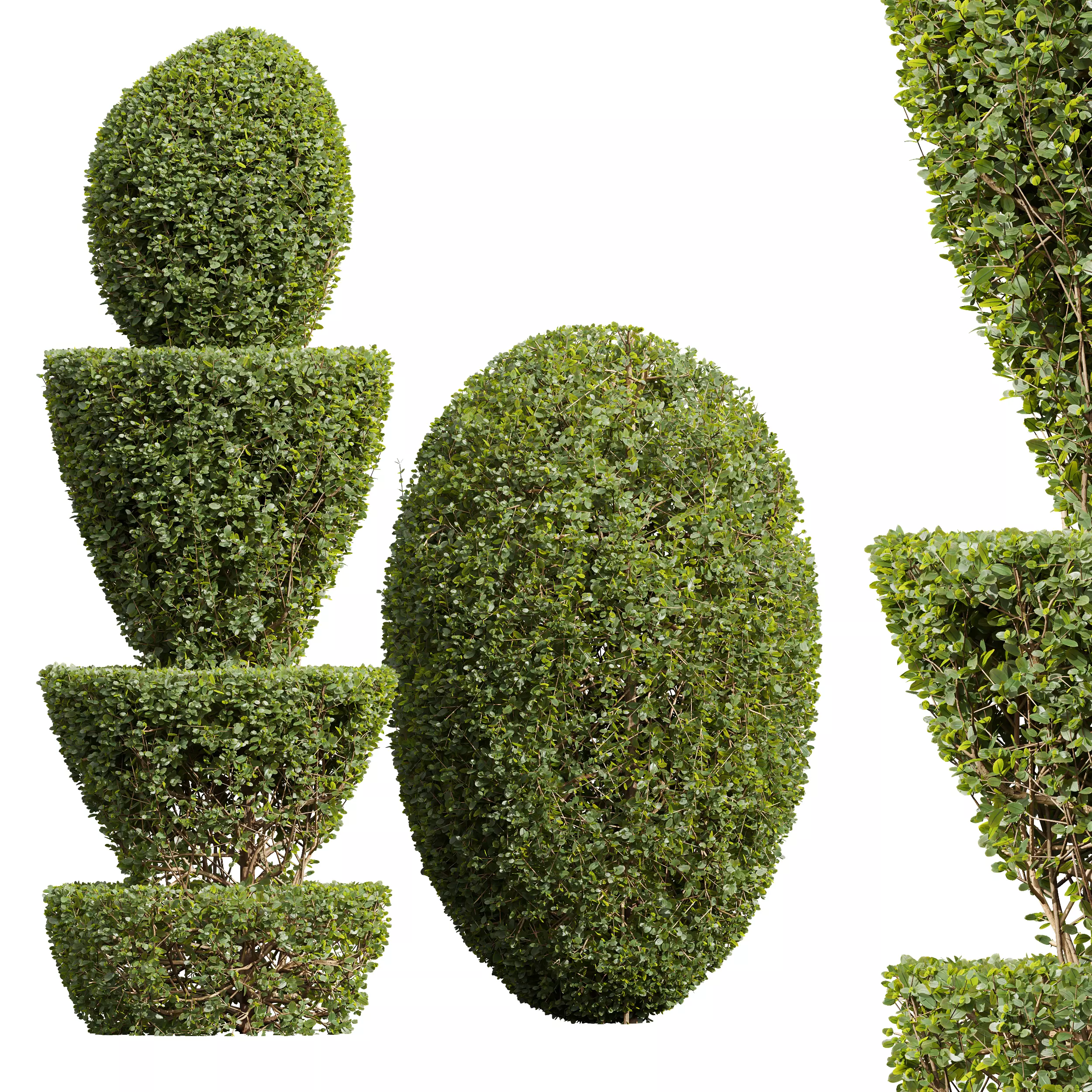 New Plant Ficus Concinna Bonsai Pruned04 3D model_0