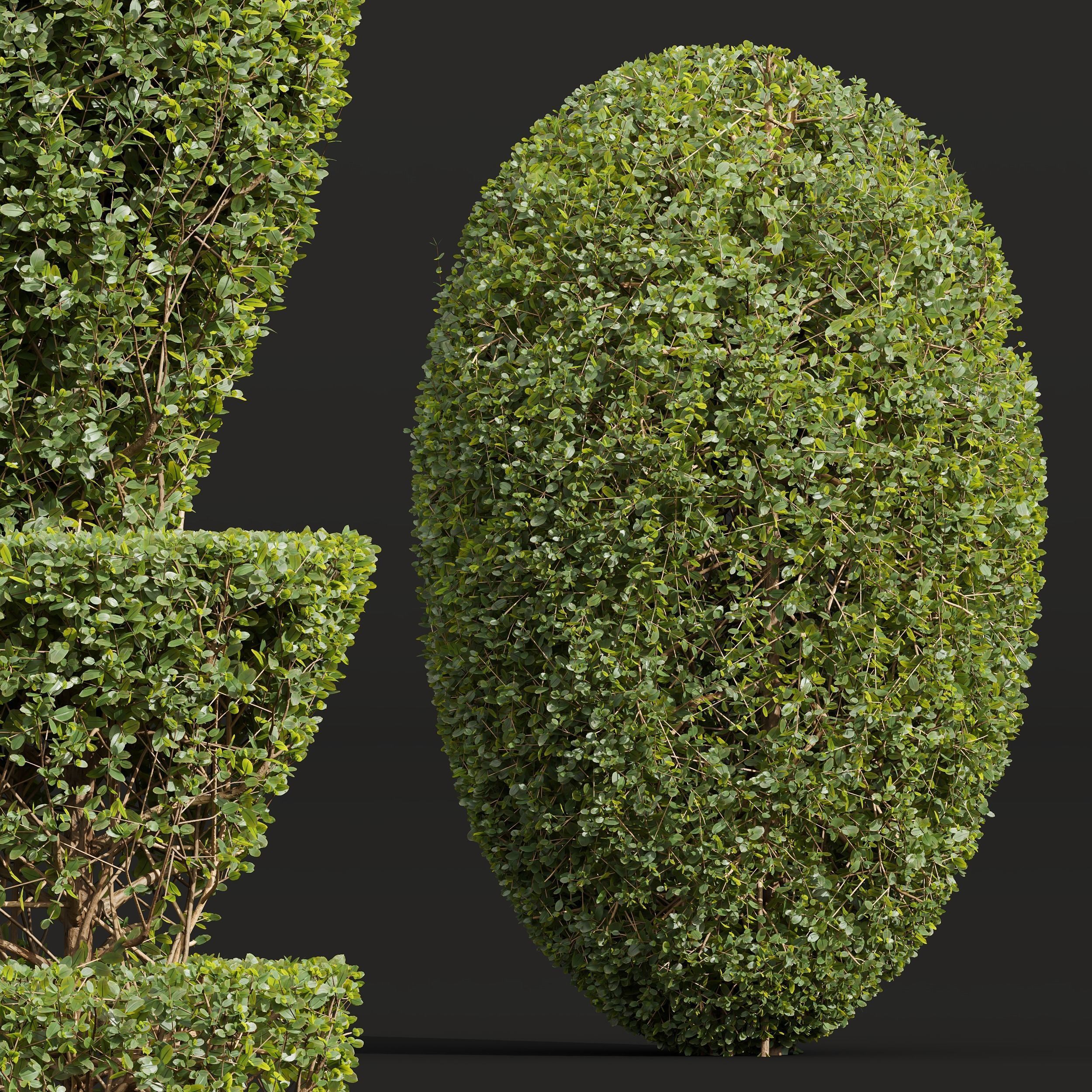 New Plant Ficus Concinna Bonsai Pruned04 3D model_1