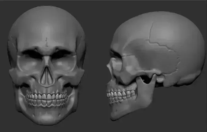 Skull 3D Prints