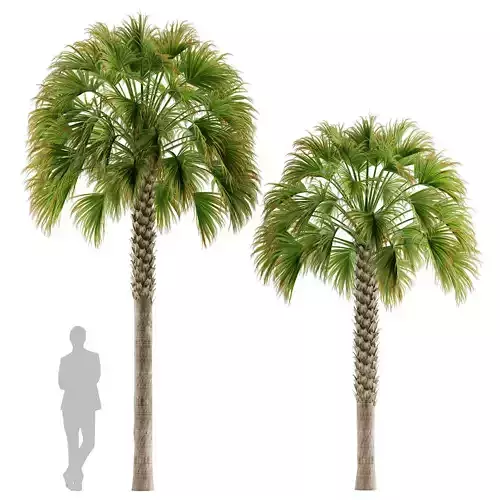 Sabal Palmetto Cabbage Palm 