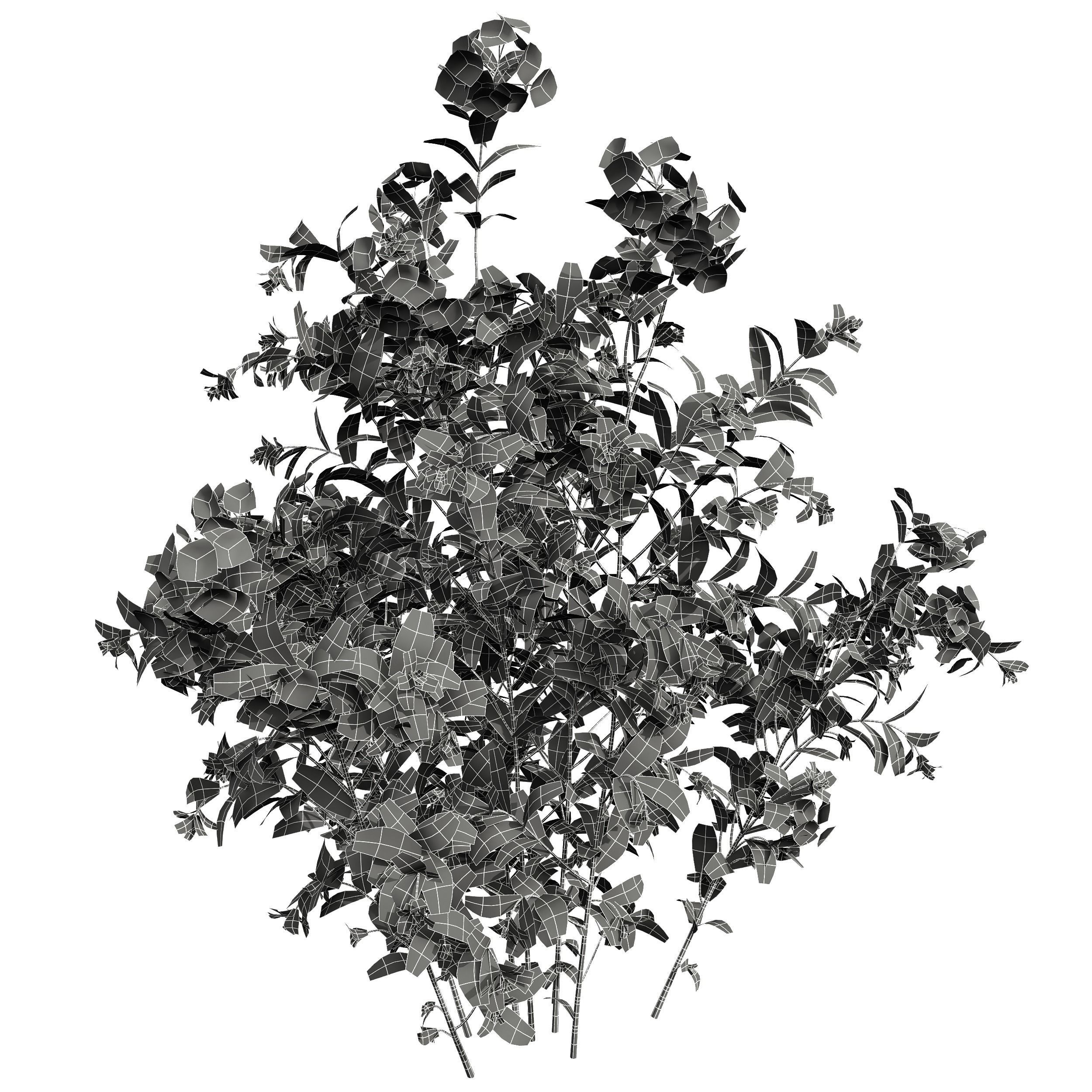 New Plant Ceratostigma Plumbaginoides Bleiwurz 3D model_4