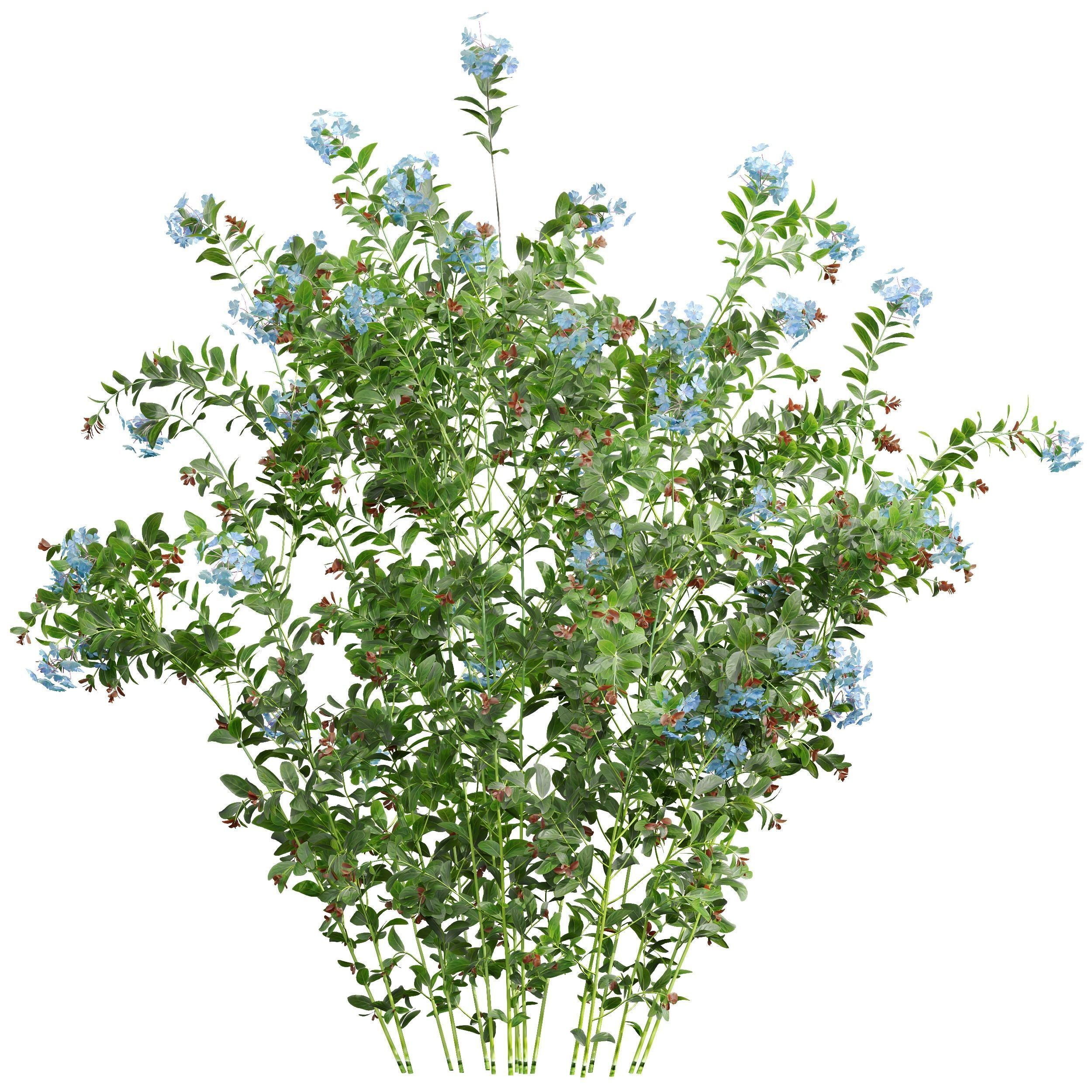 New Plant Ceratostigma Plumbaginoides Bleiwurz 3D model_1