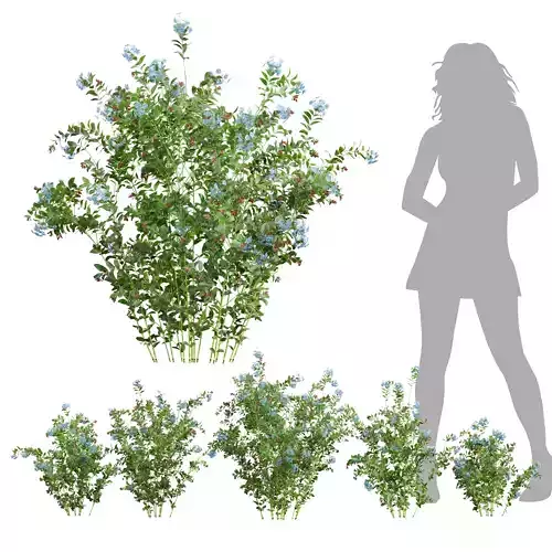 New Plant Ceratostigma Plumbaginoides Bleiwurz 3D model