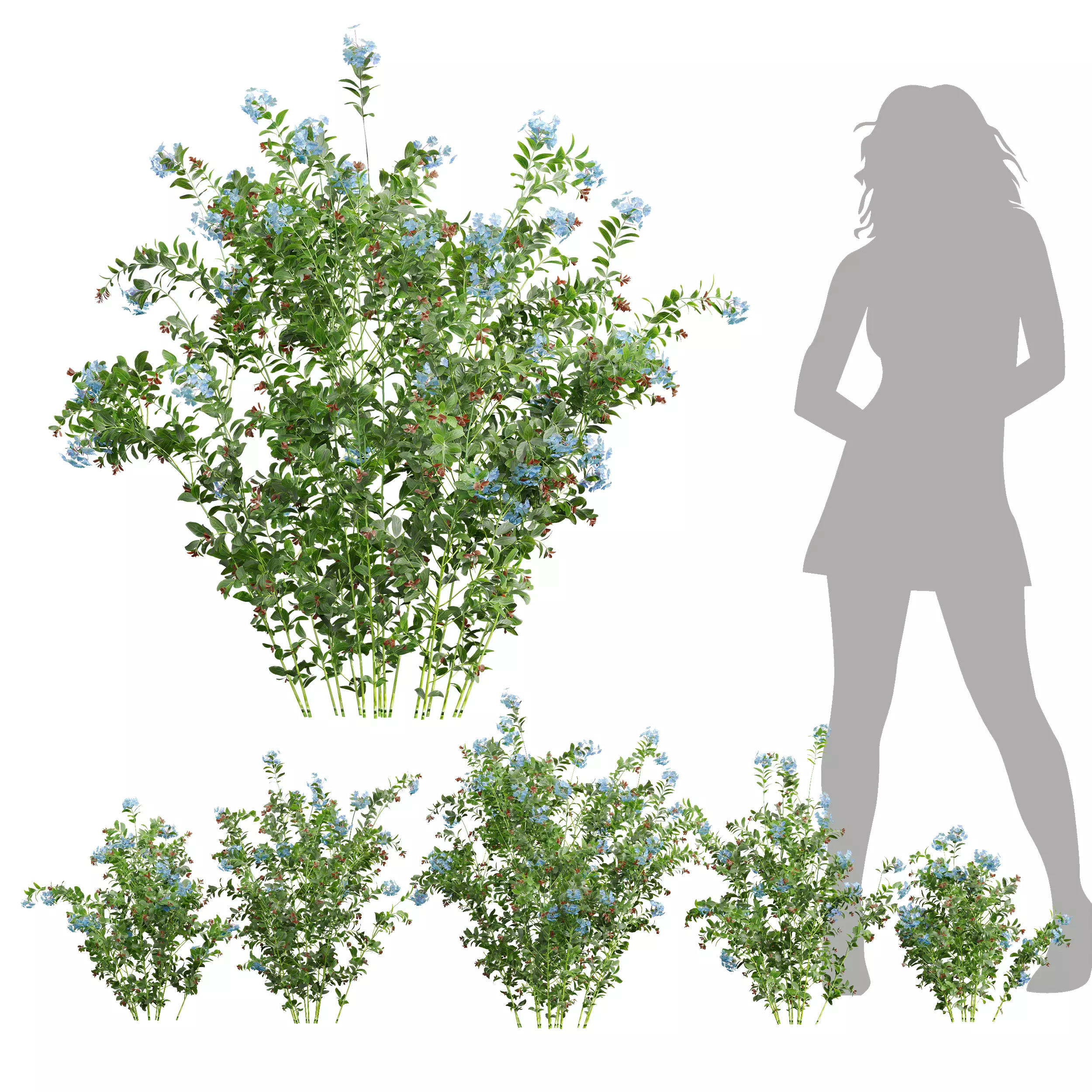 New Plant Ceratostigma Plumbaginoides Bleiwurz 3D model_0