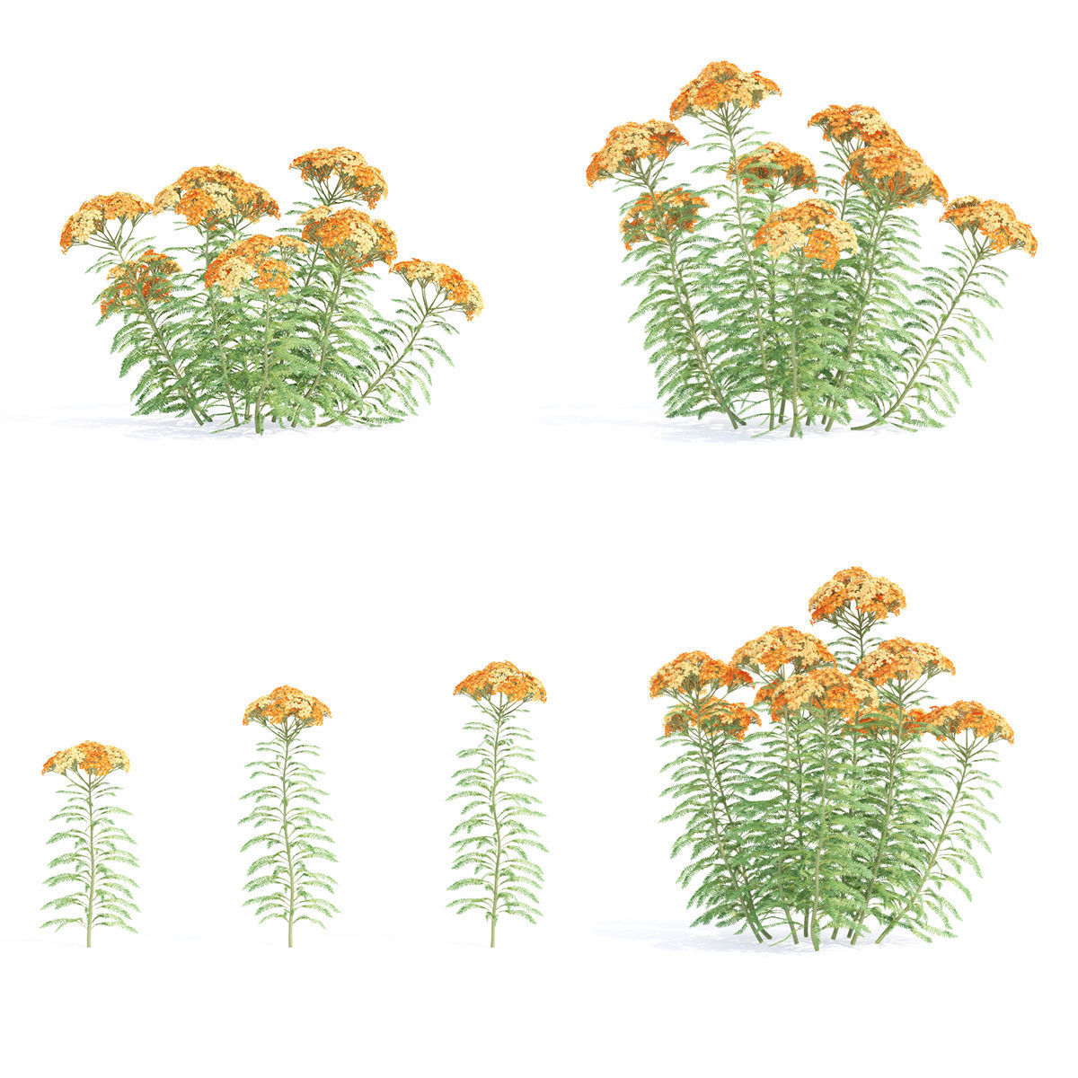 Achillea millefolium orange 3D model_1