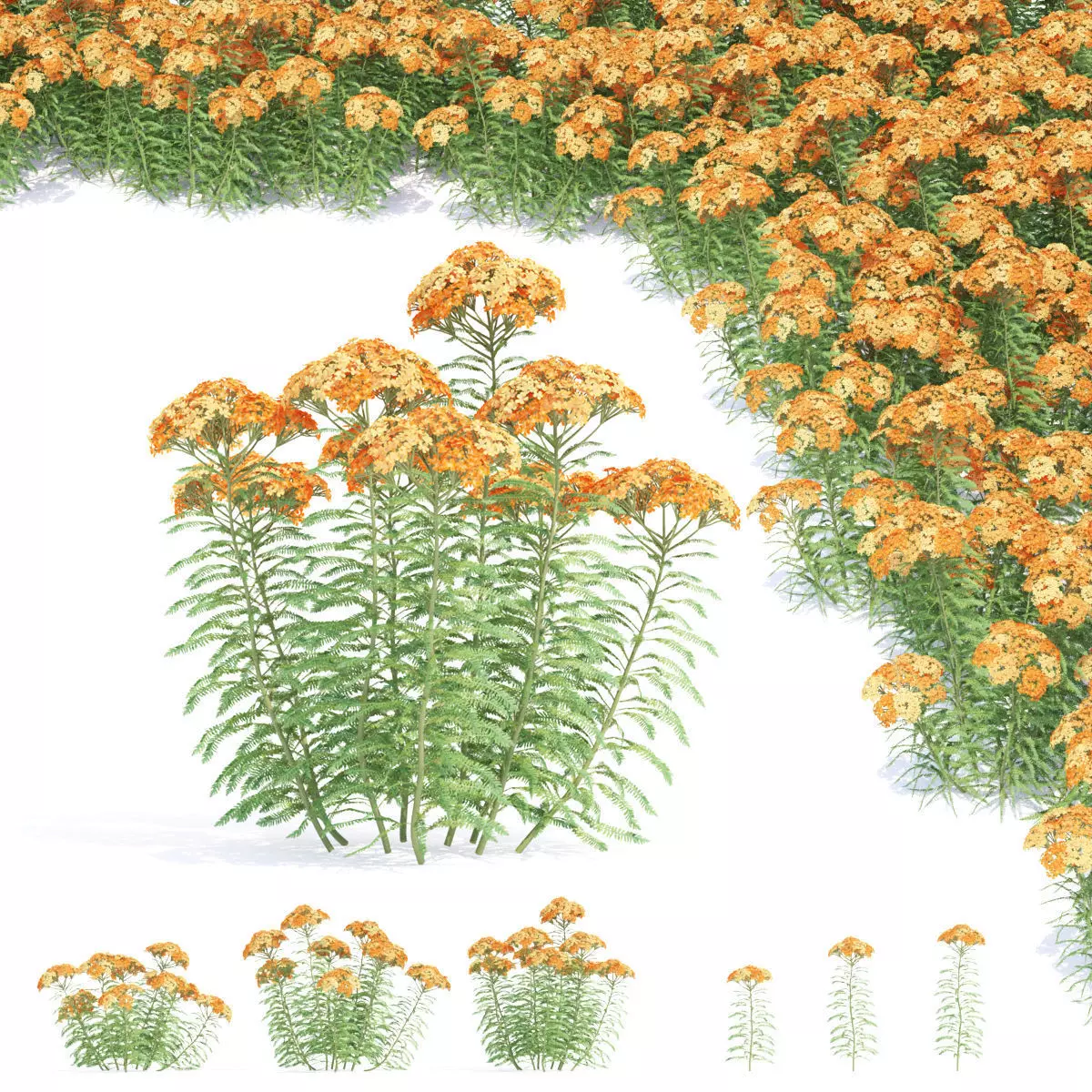 Achillea millefolium orange 3D model_0