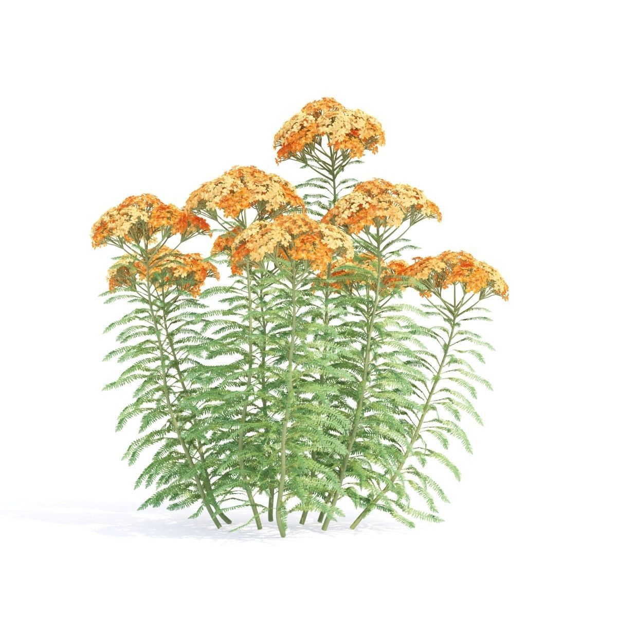 Achillea millefolium orange 3D model_7