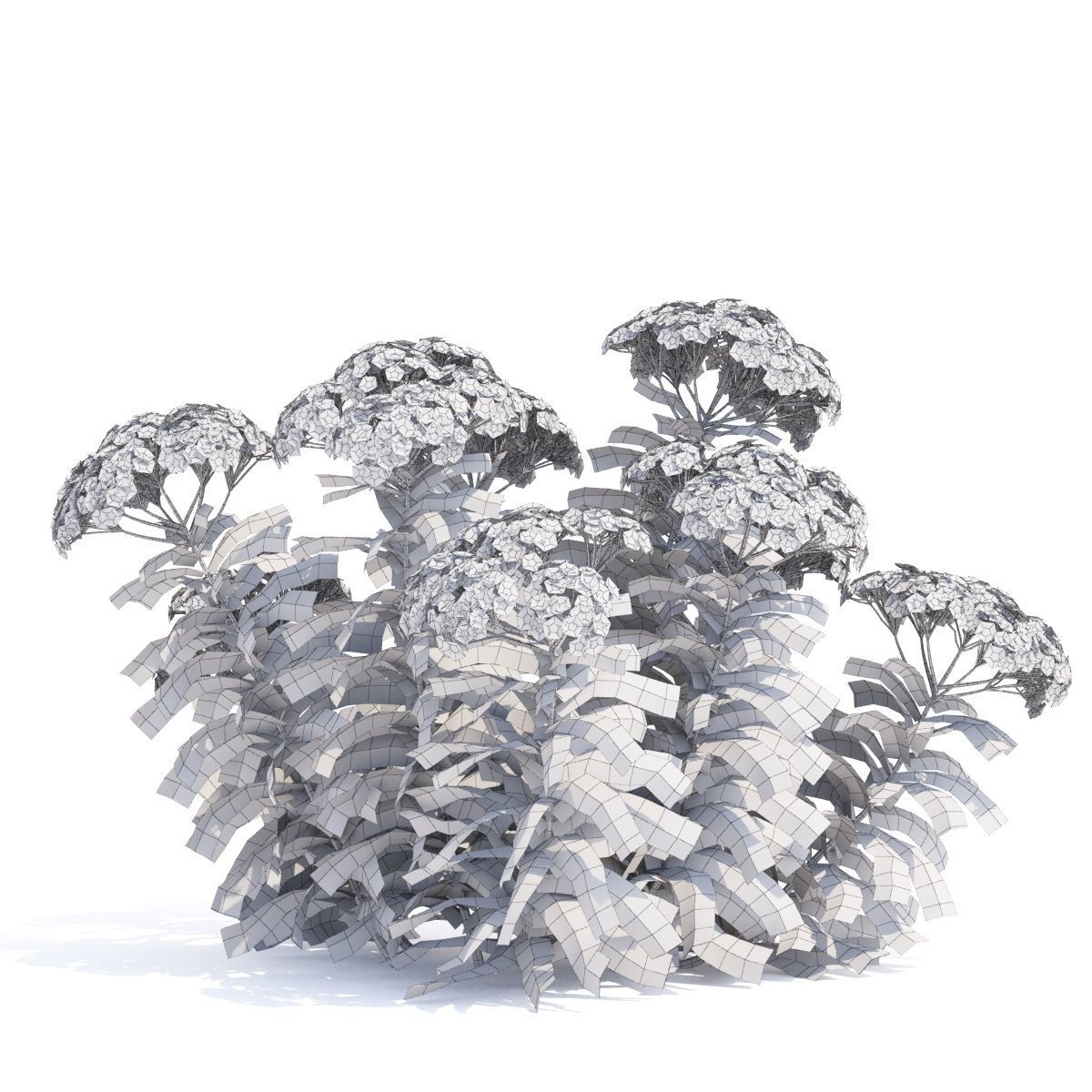 Achillea millefolium orange 3D model_2