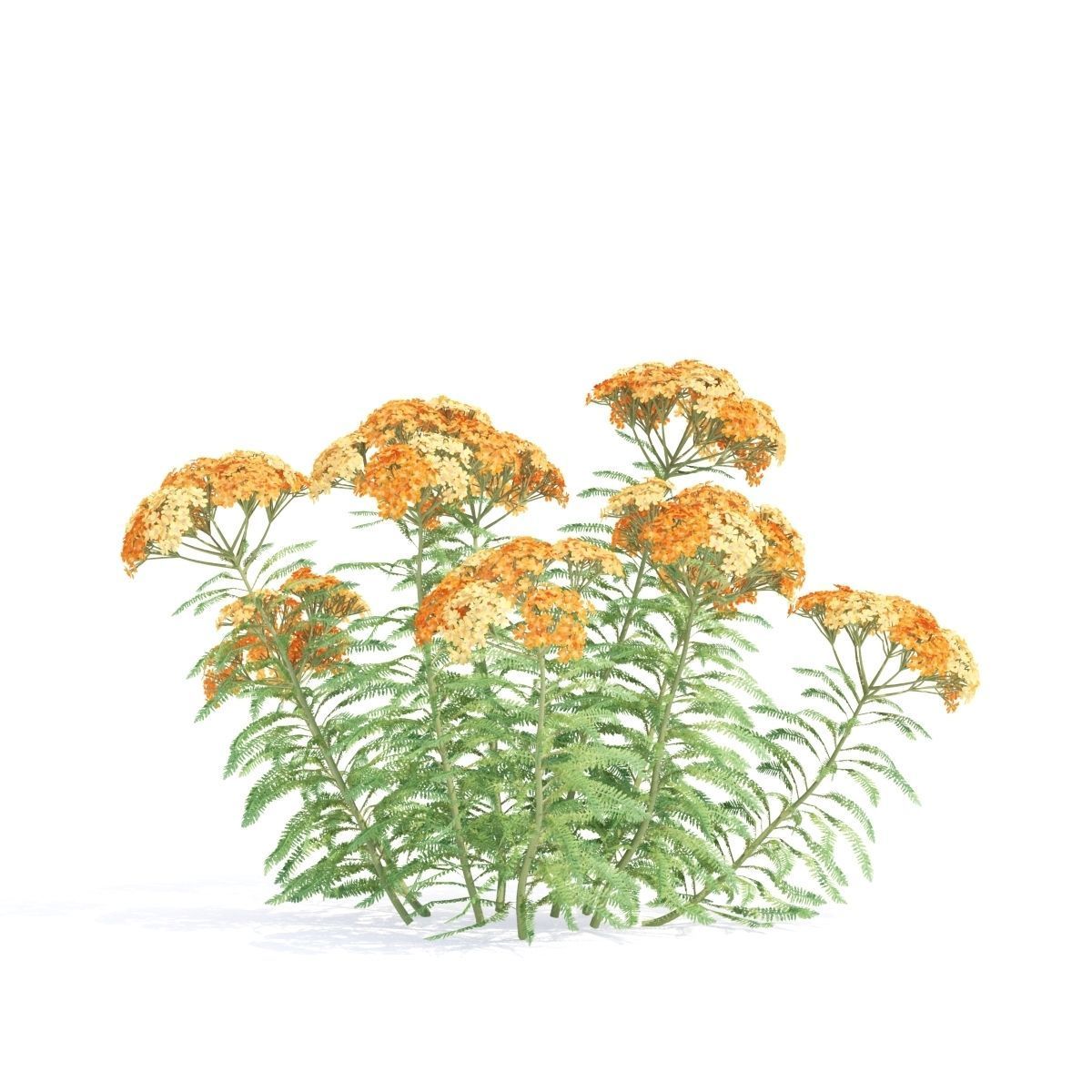 Achillea millefolium orange 3D model_6