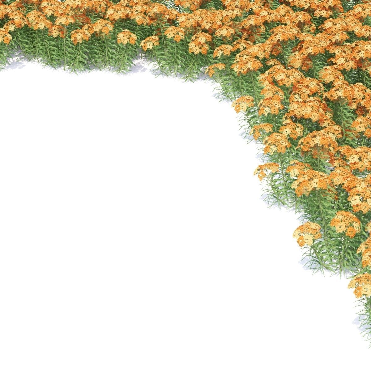 Achillea millefolium orange 3D model_5