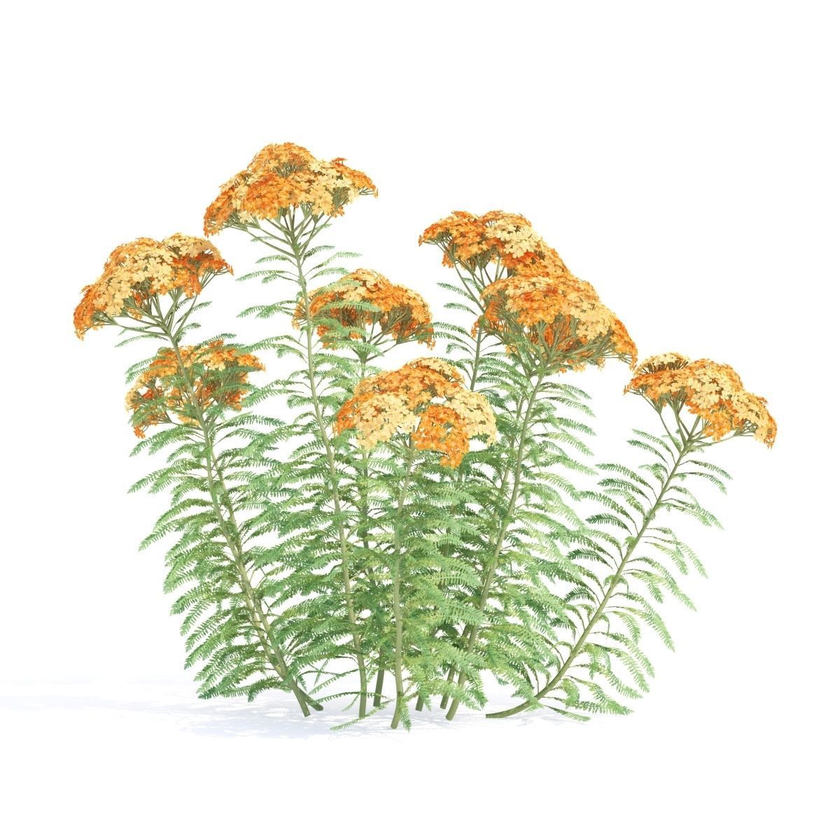 Achillea millefolium orange 3D model_3