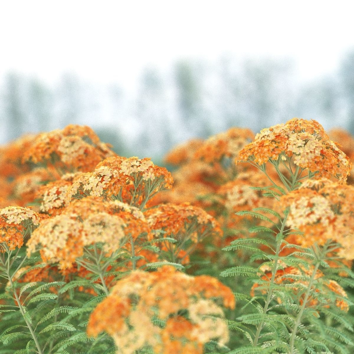 Achillea millefolium orange 3D model_4