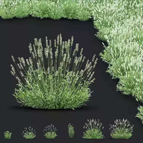 Lavandula angustifolia Alba 3D model