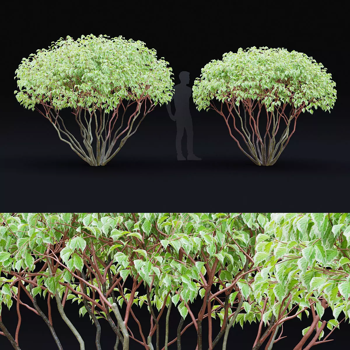 Cornus alba multistem 3D model