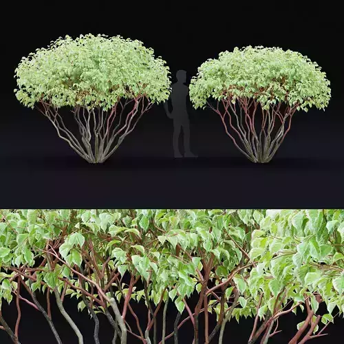 Cornus alba multistem 3D model