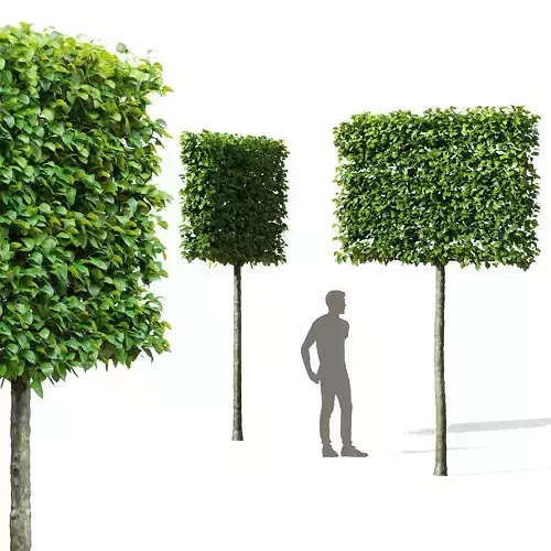 Fagus sylvatica pleached