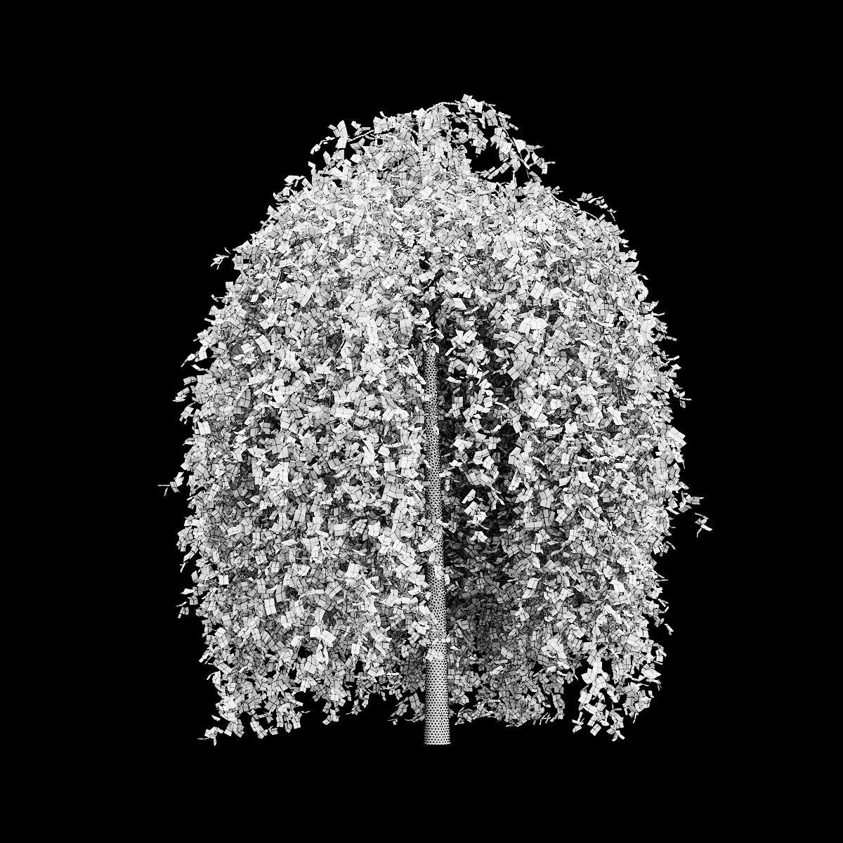 Fagus sylvatica Purpurea Pendula  3D model_1