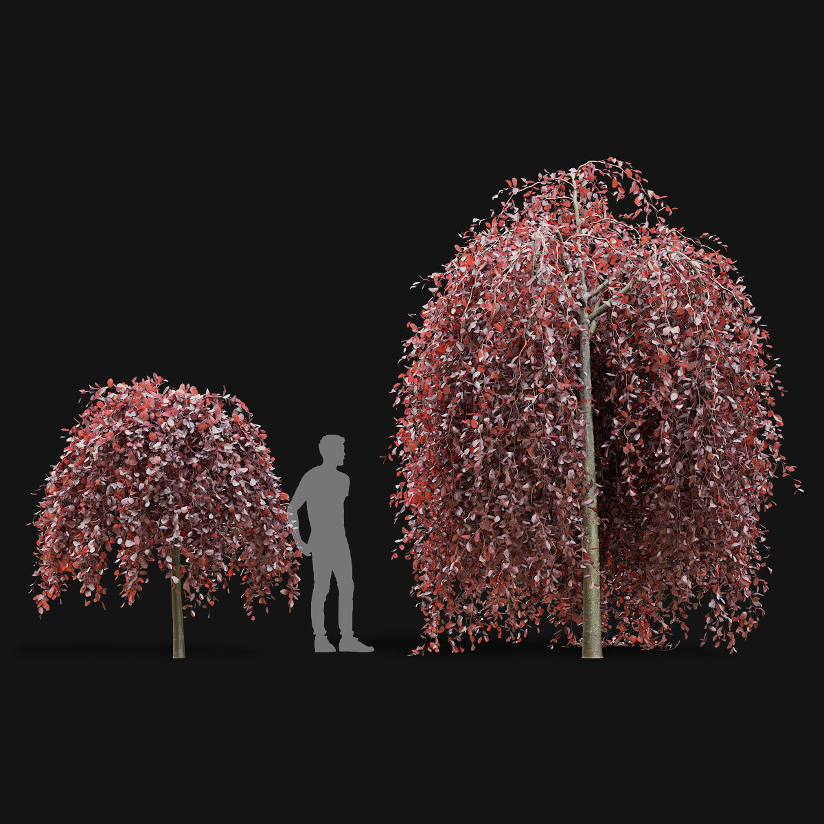 Fagus sylvatica Purpurea Pendula  3D model_3