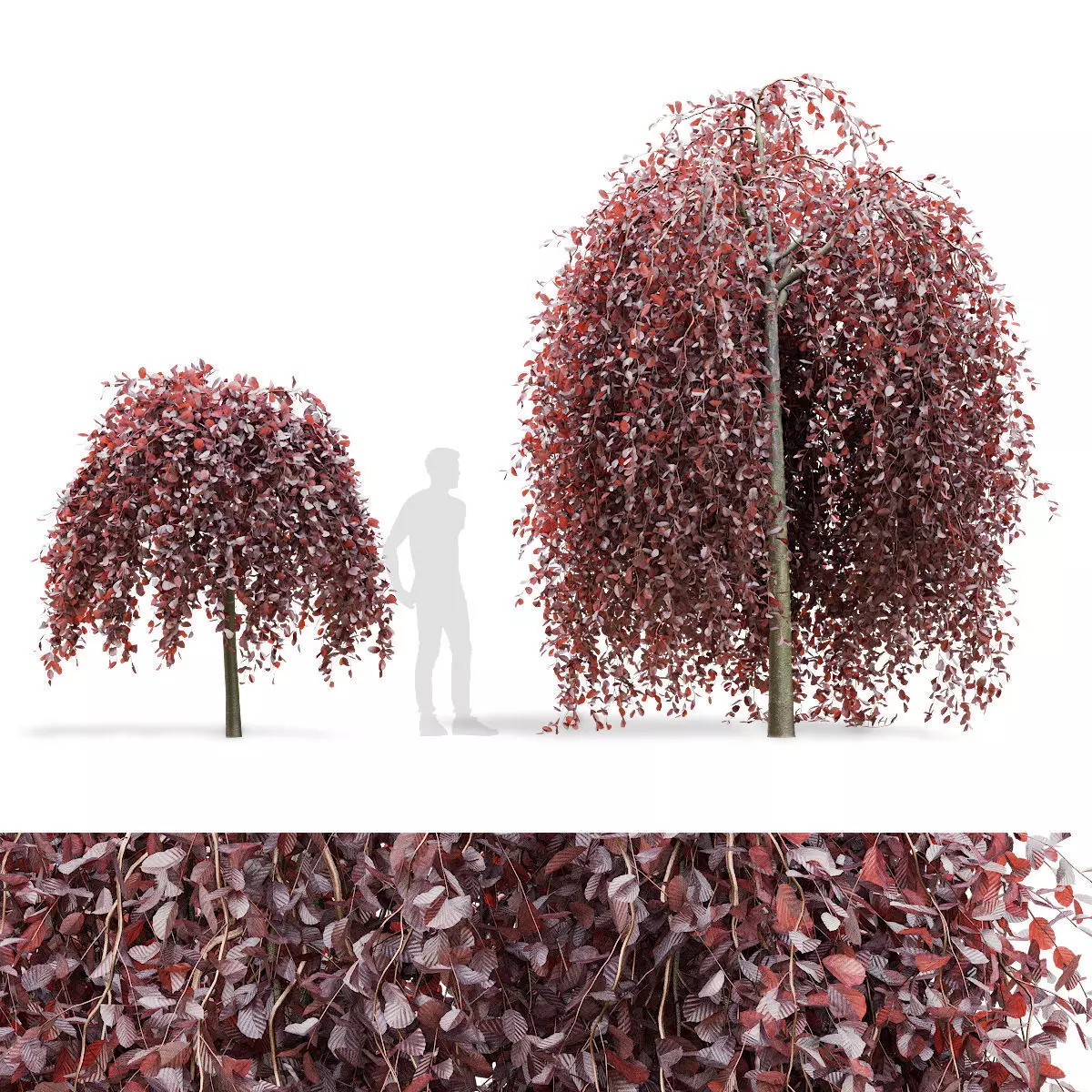 Fagus sylvatica Purpurea Pendula  3D model_0