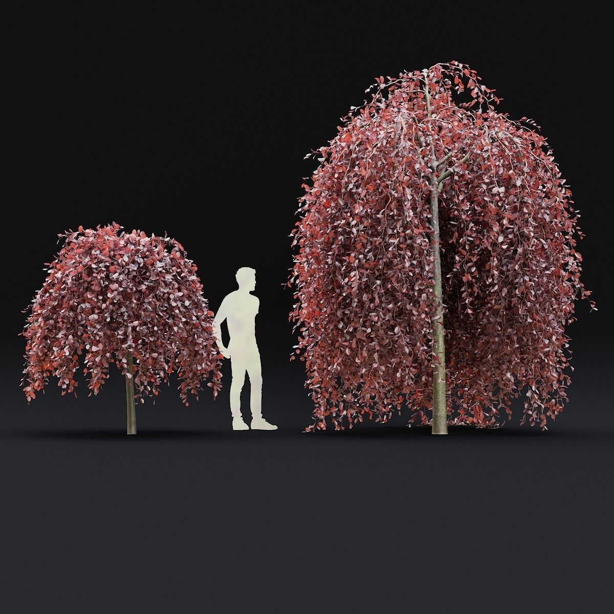 Fagus sylvatica Purpurea Pendula  3D model_5