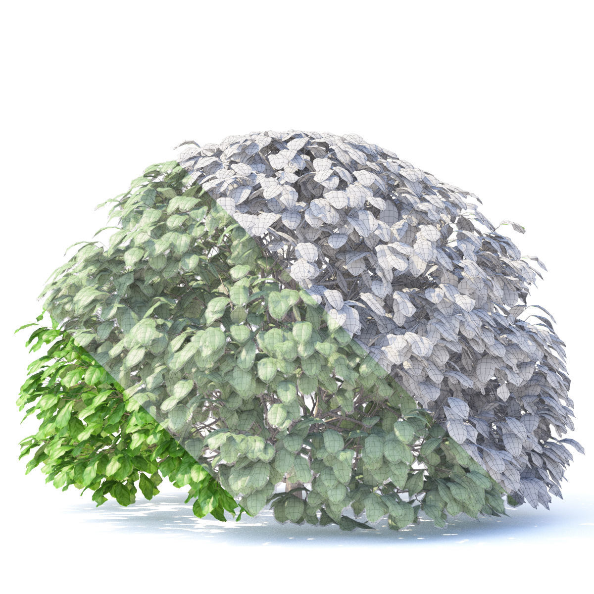 Fagus sylvatica sphere 3D model_2