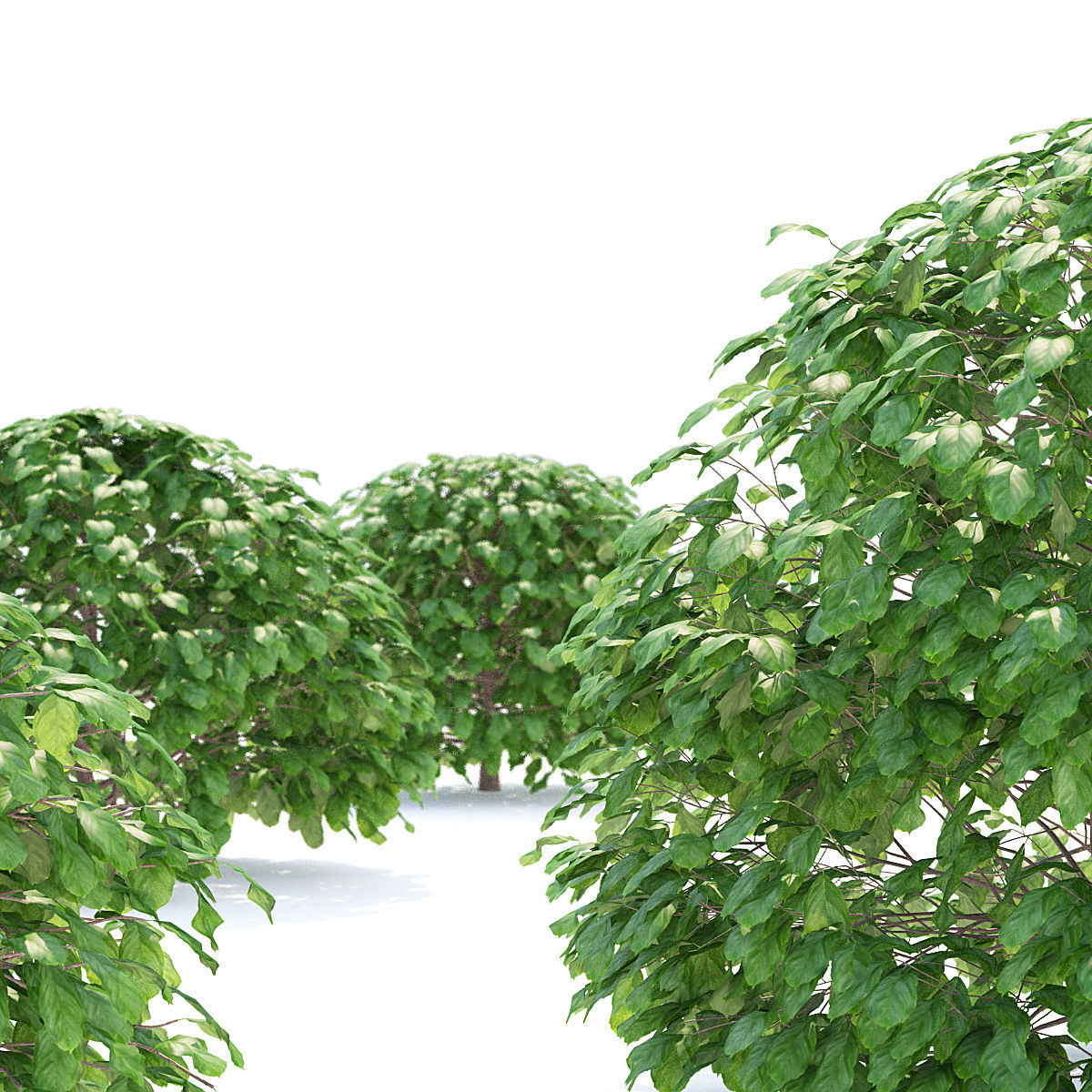 Fagus sylvatica sphere 3D model_1