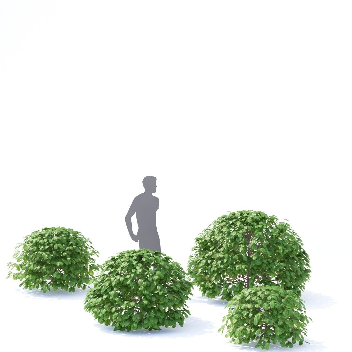 Fagus sylvatica sphere 3D model_3