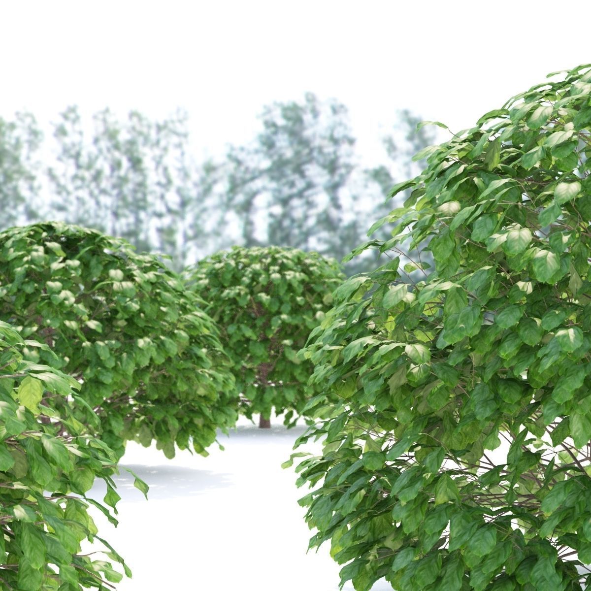 Fagus sylvatica sphere 3D model_4