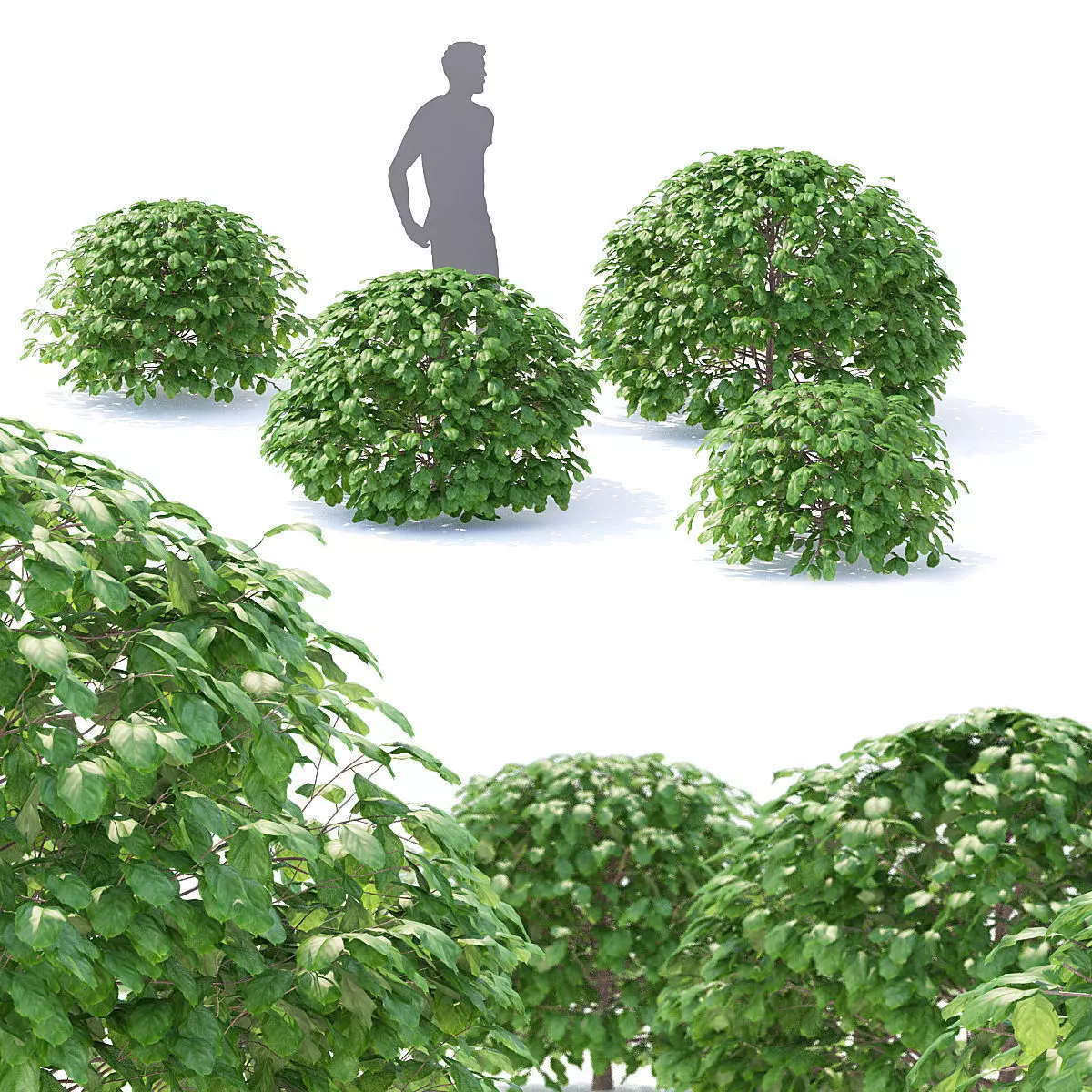 Fagus sylvatica sphere 3D model_0