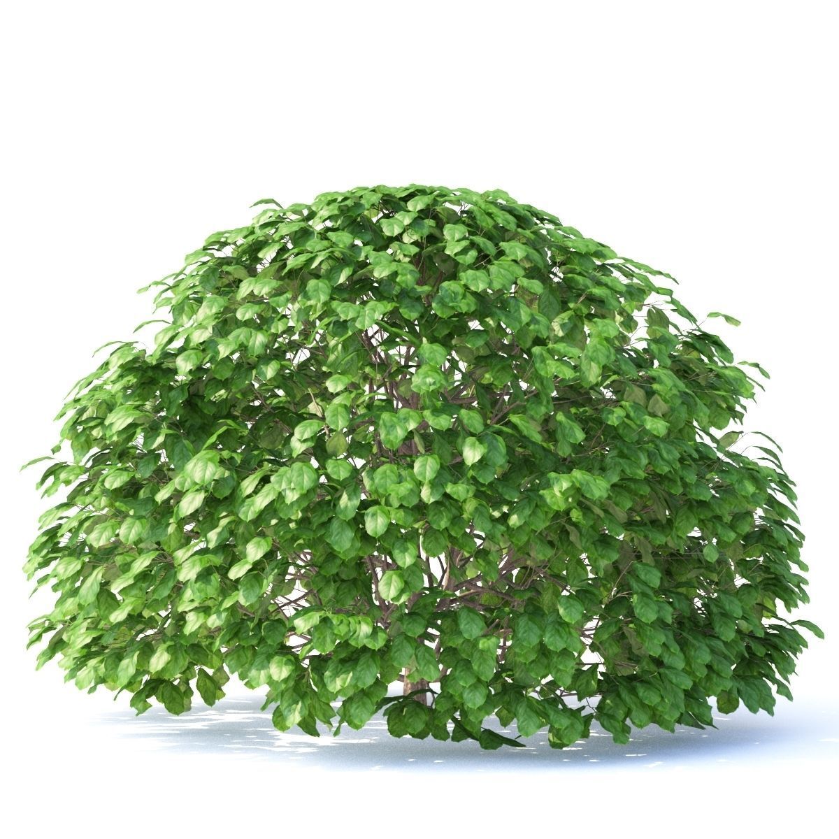Fagus sylvatica sphere 3D model_5