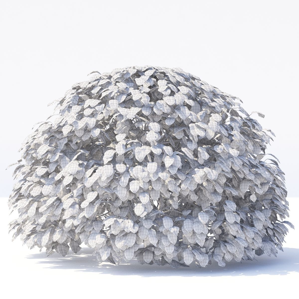 Fagus sylvatica sphere 3D model_6