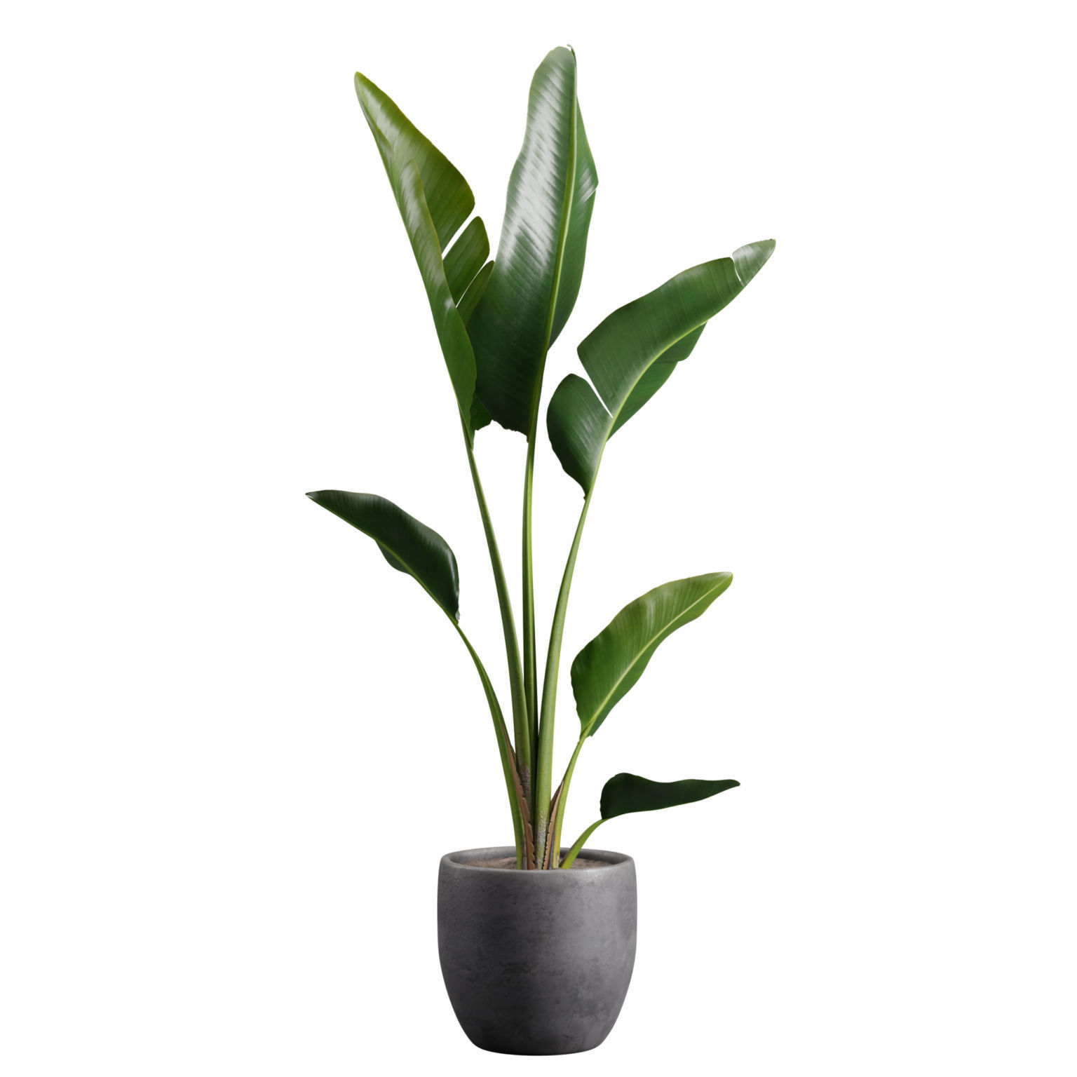 Potted Strelitzia Nicolai  3D model_7