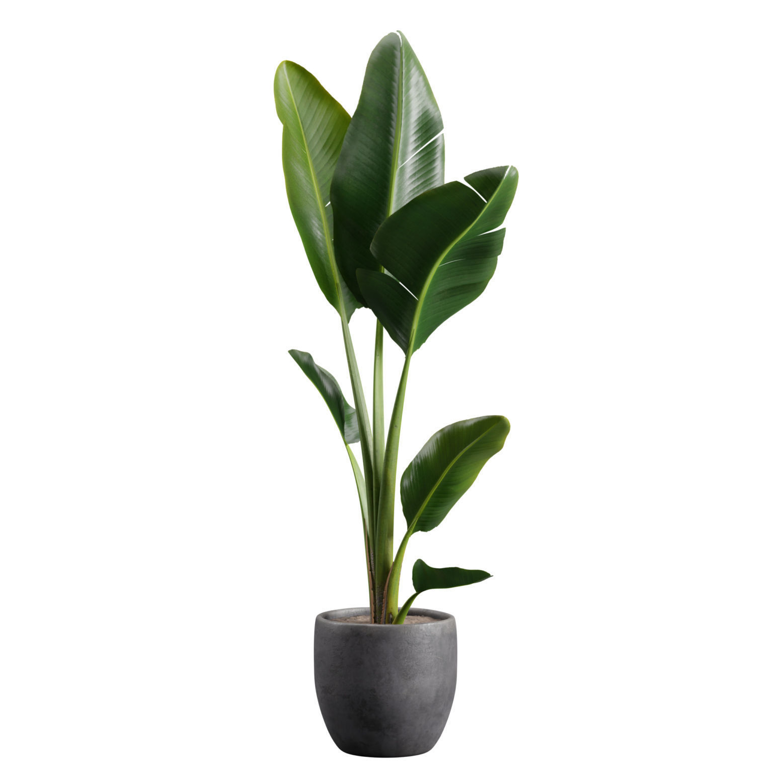 Potted Strelitzia Nicolai  3D model_5