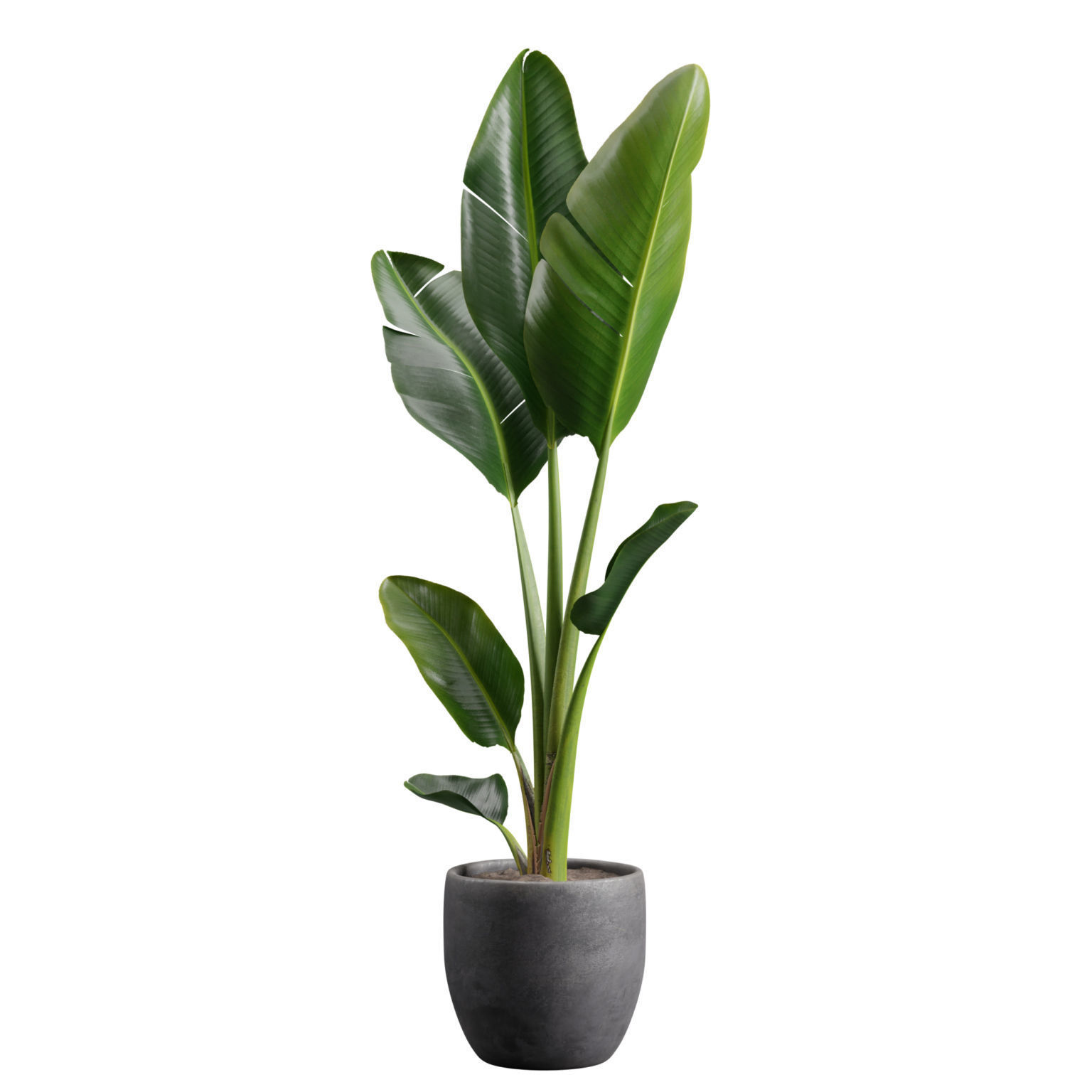 Potted Strelitzia Nicolai  3D model_6