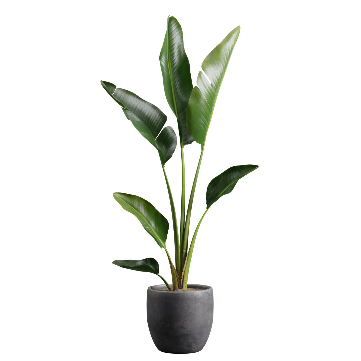Potted Strelitzia Nicolai  3D model_1