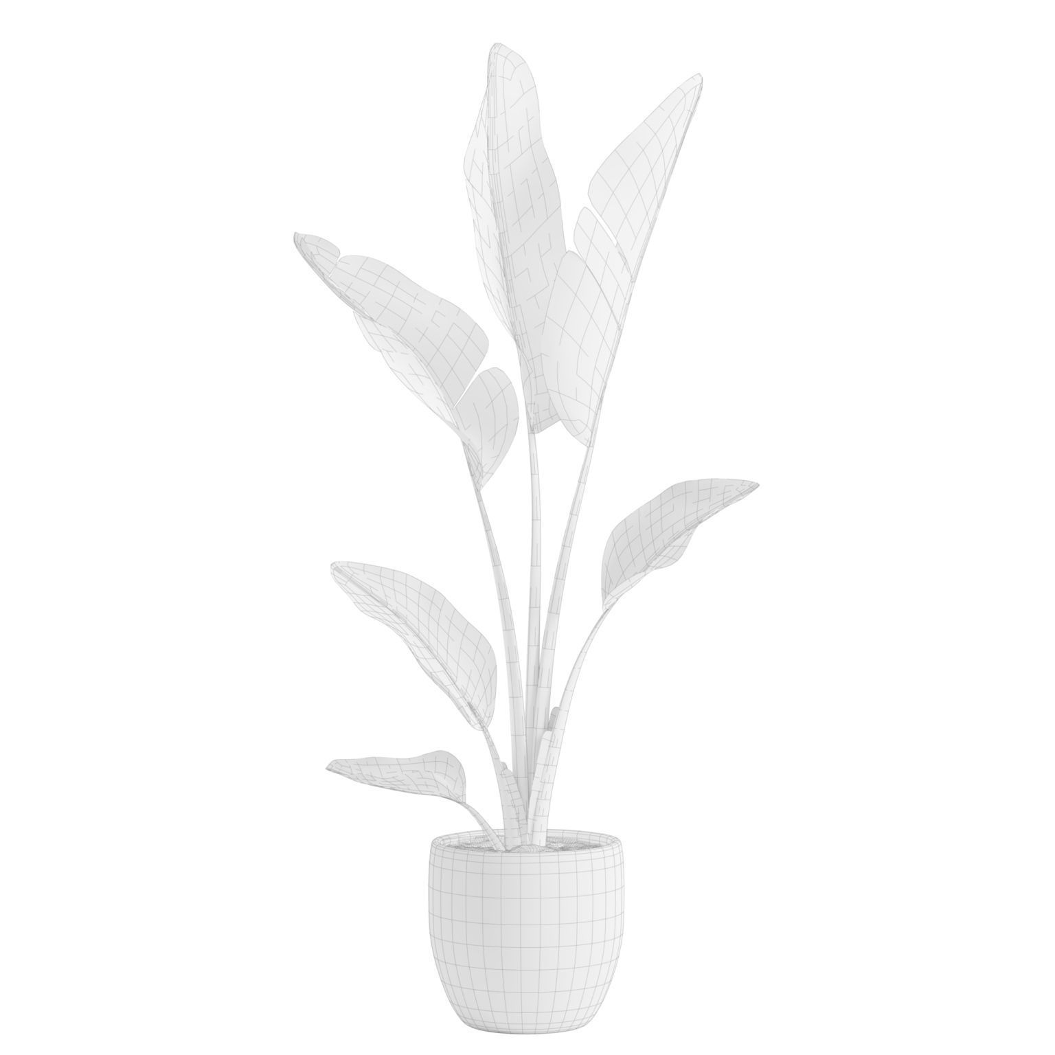 Potted Strelitzia Nicolai  3D model_2